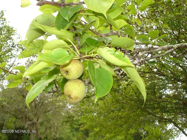 128 Slaughter Road Palatka, FL 32177 - Photo 11 of 23 fruit tree