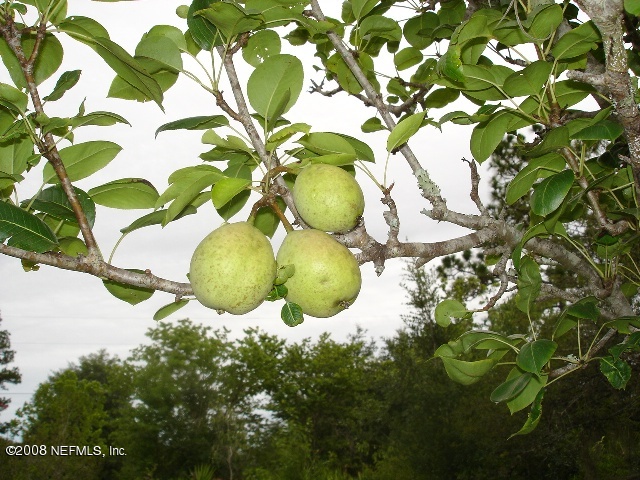 128 Slaughter Road Palatka, FL 32177 - Photo 12 of 23 fruit tree