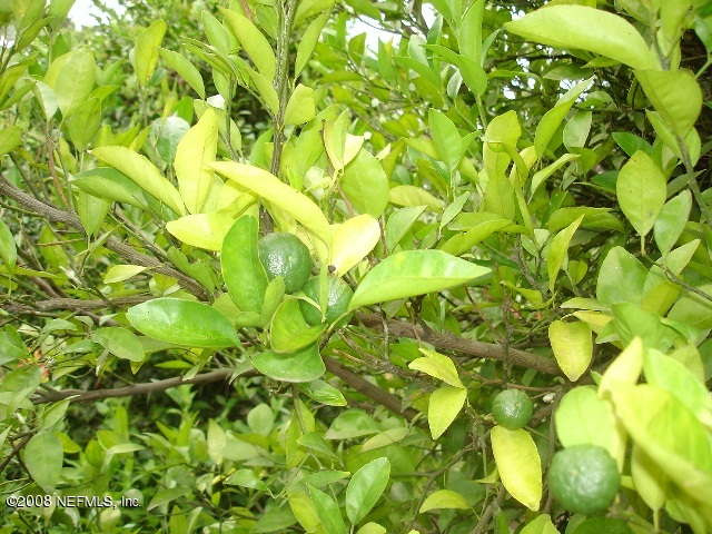 128 Slaughter Road Palatka, FL 32177 - Photo 13 of 23 fruit tree