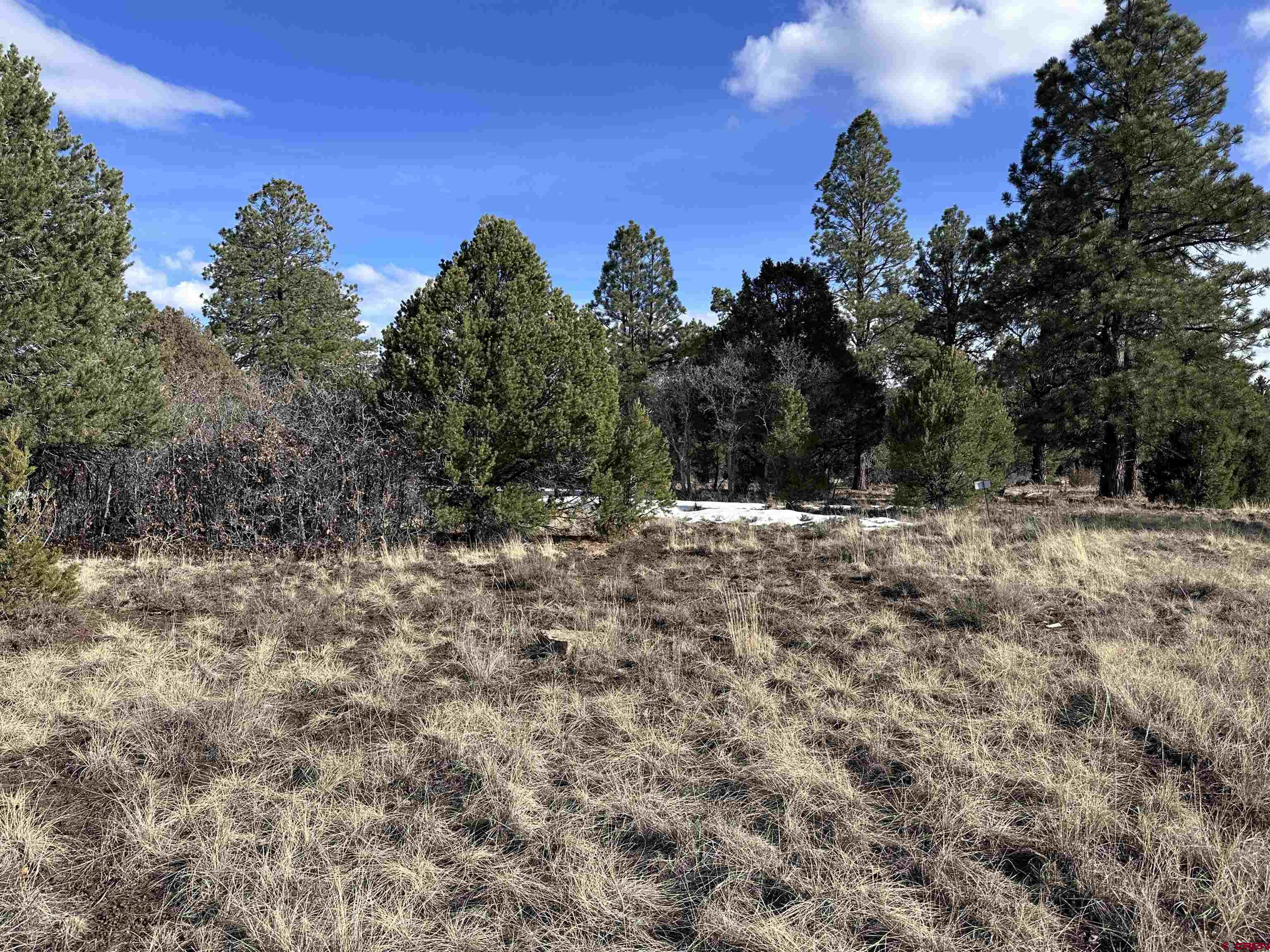 1960 Marmot Drive Ridgway, CO 81432 - Photo 4 of 12 a view of outdoor space with trees