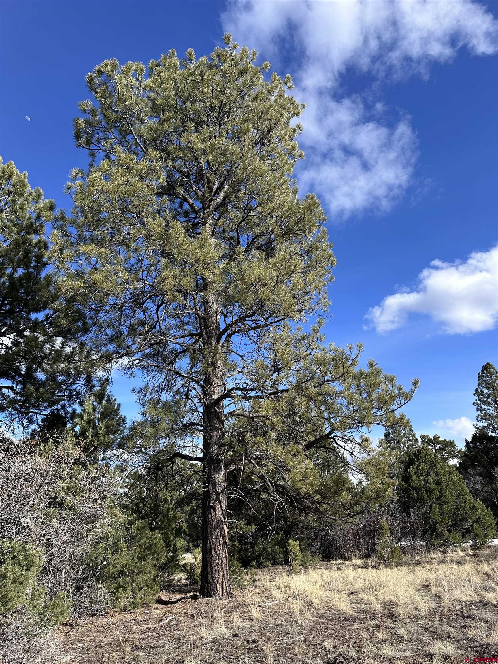 1960 Marmot Drive Ridgway, CO 81432 - Photo 5 of 12 a view of a tree with a yard