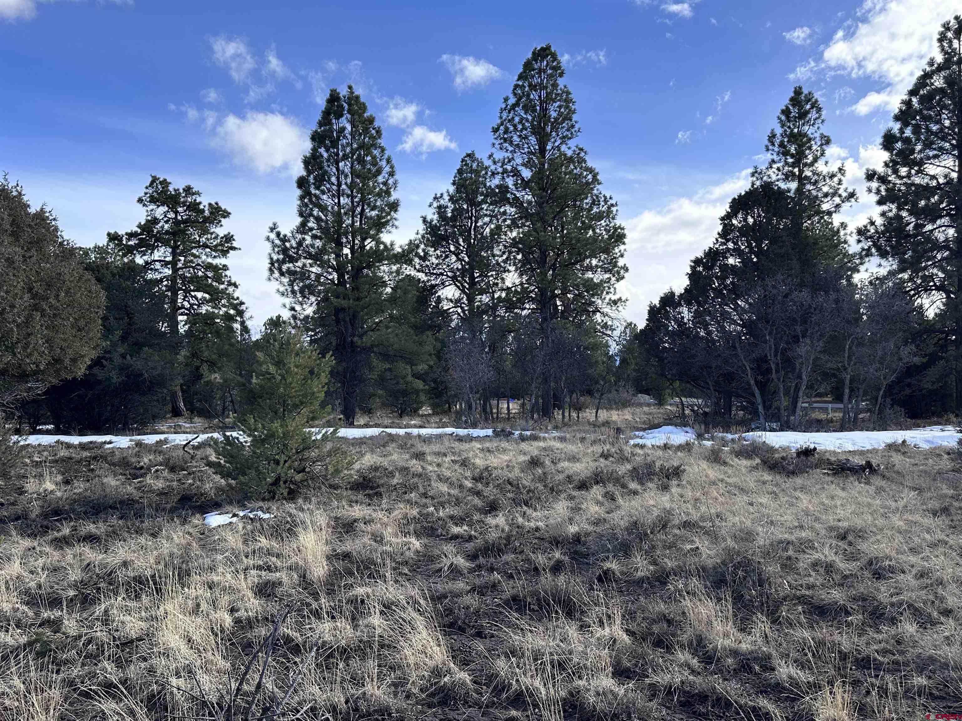 1960 Marmot Drive Ridgway, CO 81432 - Photo 9 of 12 a view of a dry yard with trees