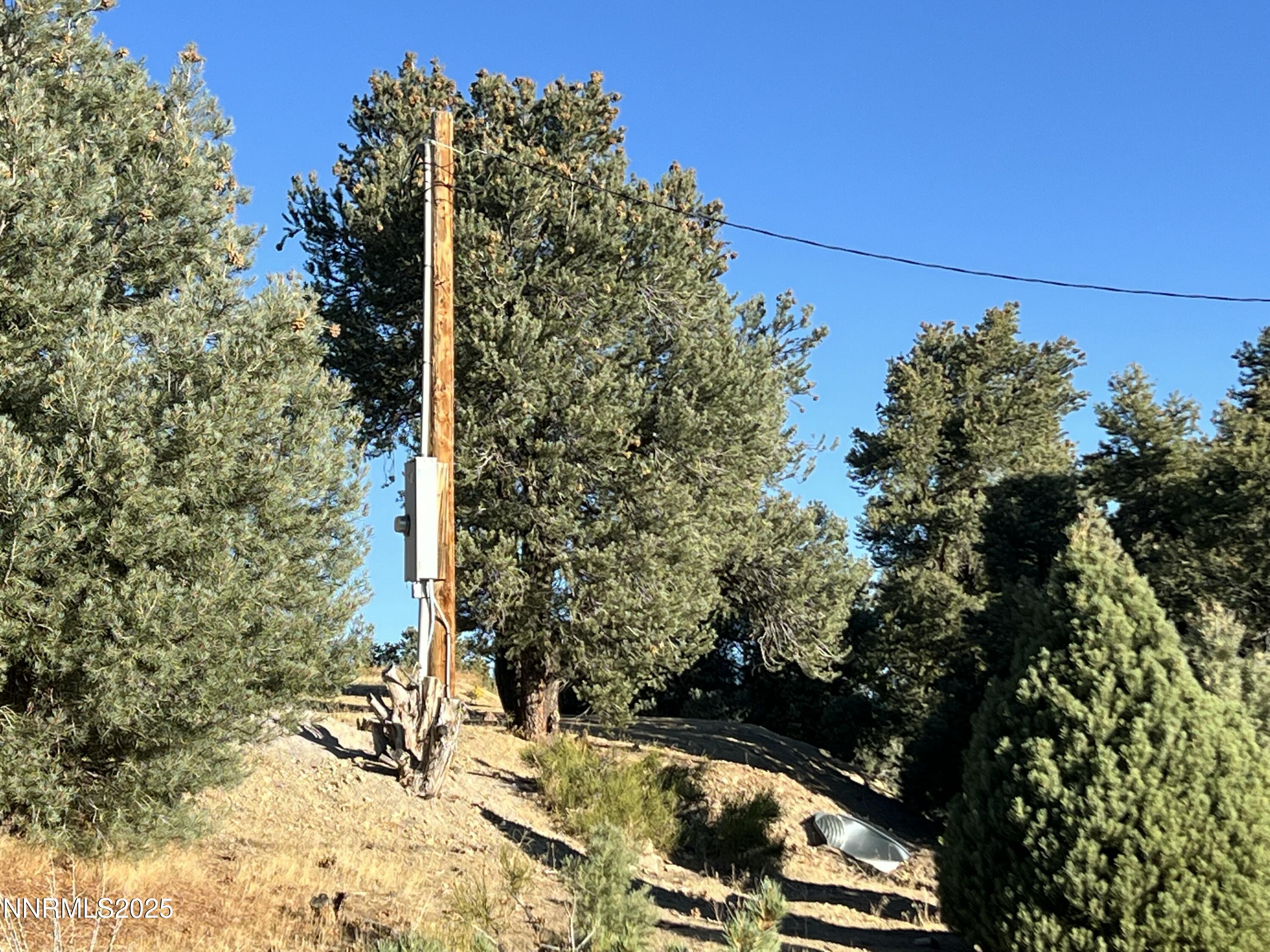 1940 Morgan Road Reno, NV 89521 - Photo 12 of 15 a view of a yard with plants and trees
