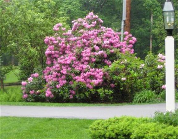 51 Grandview Road Chelmsford, MA 01824 - Photo 20 of 22 a view of a flower in a garden