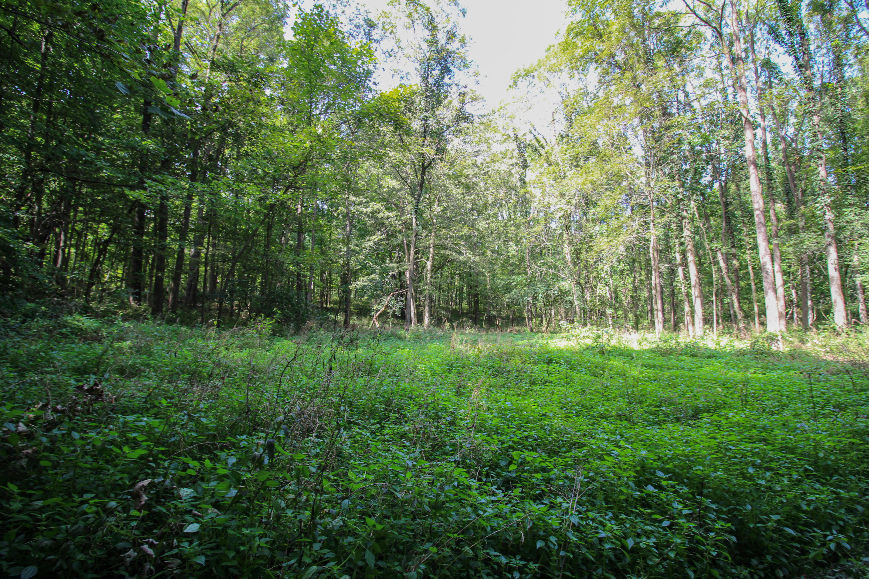 Three Millard Road Three Rivers, MI 49093 - Photo 11 of 19 Millard-5