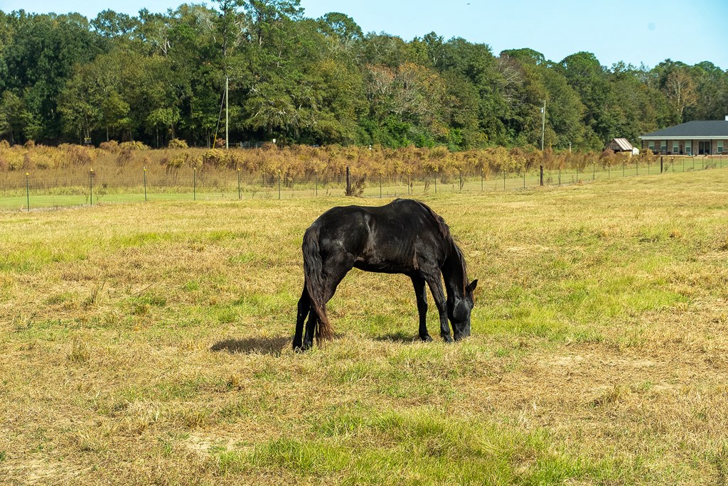 0 J B J B Jackson Road Webb, AL 36376 - Photo 5 of 38