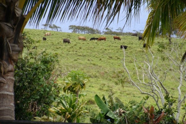 48-5194 Honokaa-Waipio Road Honokaa, HI 96727 - Photo 16 of 20