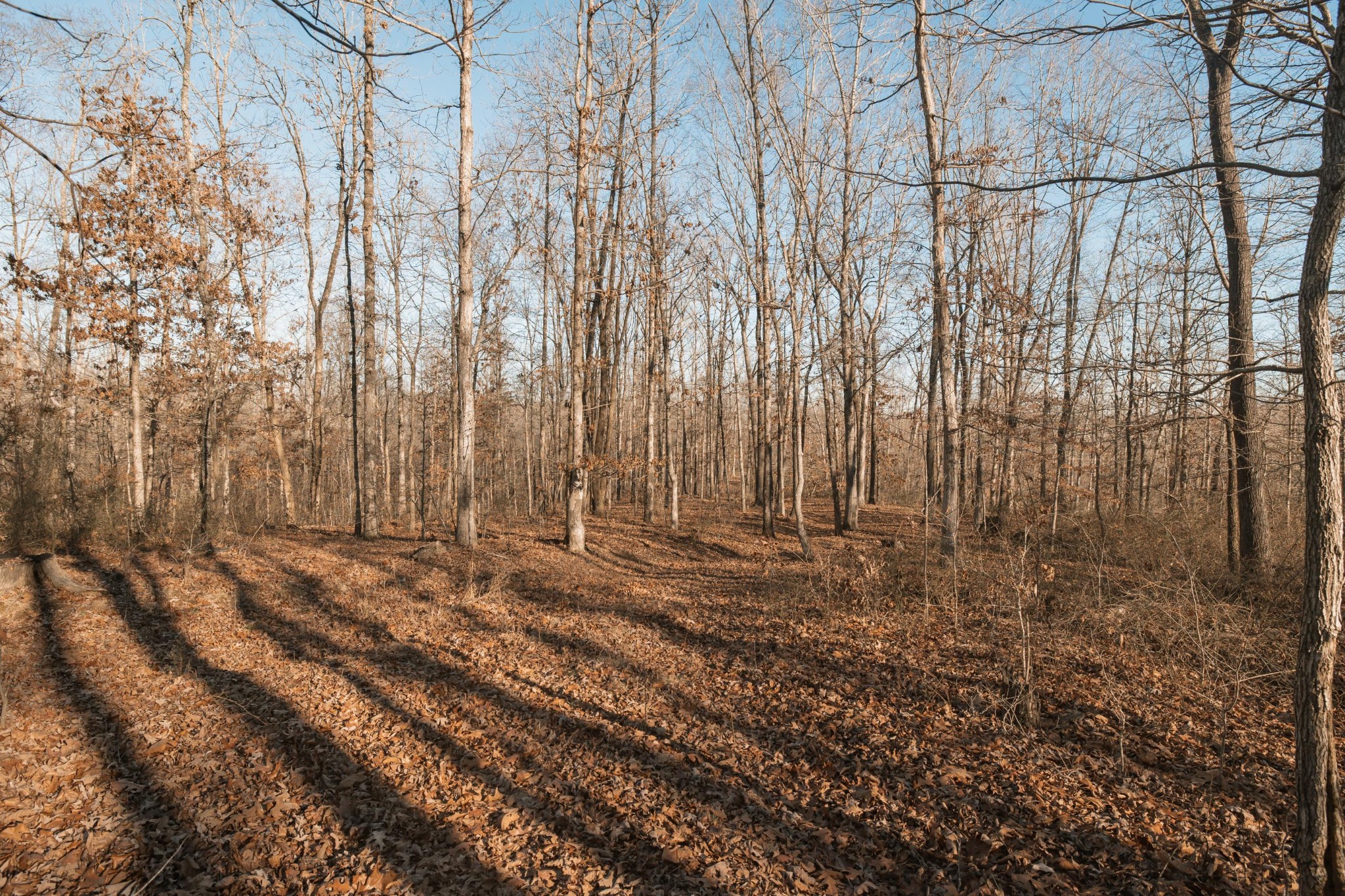 275 Preston Baggett Road Tennessee Ridge, TN 37178 - Photo 64 of 100 Gallery Image 64