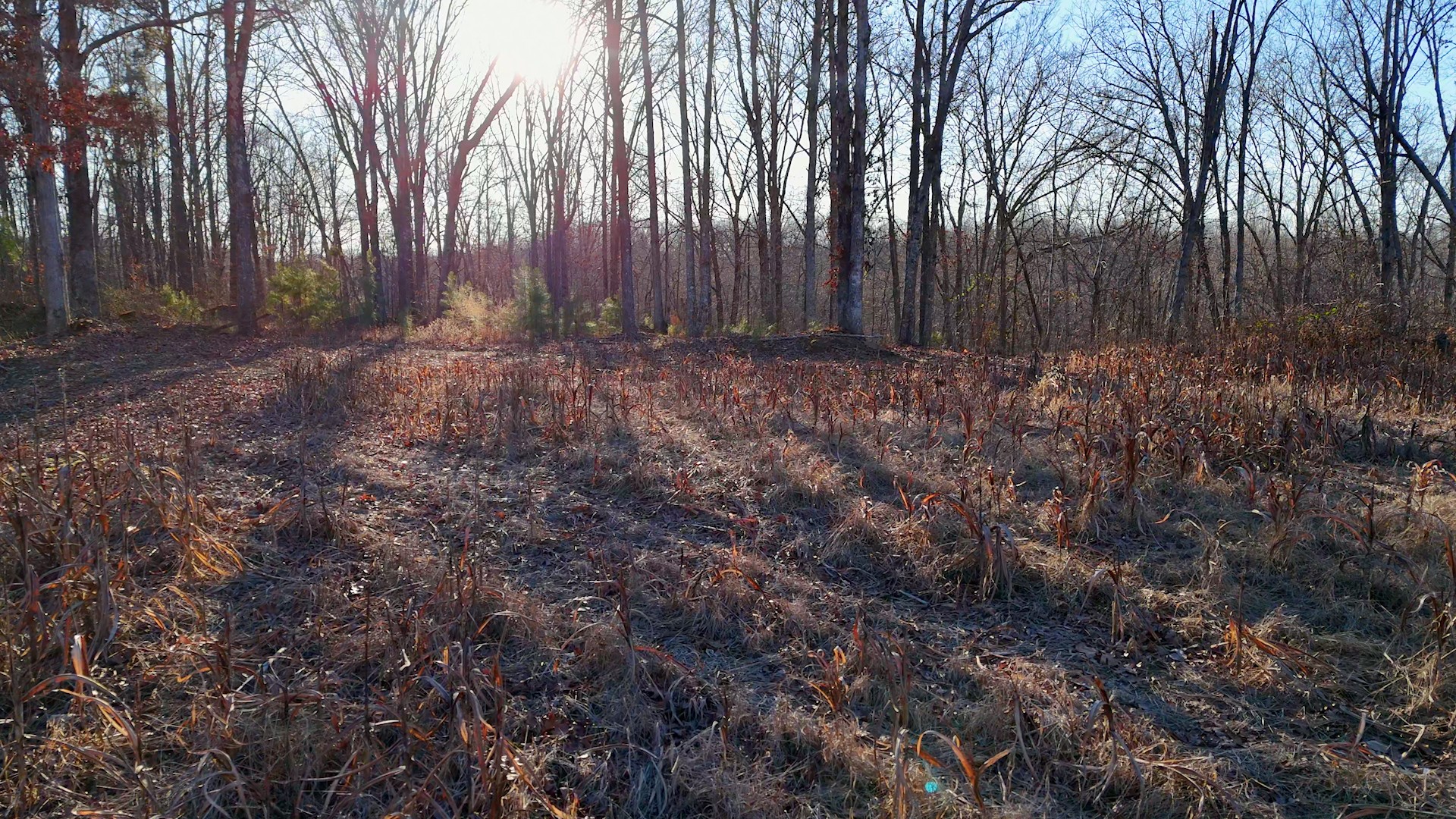 275 Preston Baggett Road Tennessee Ridge, TN 37178 - Photo 89 of 100 Gallery Image 89