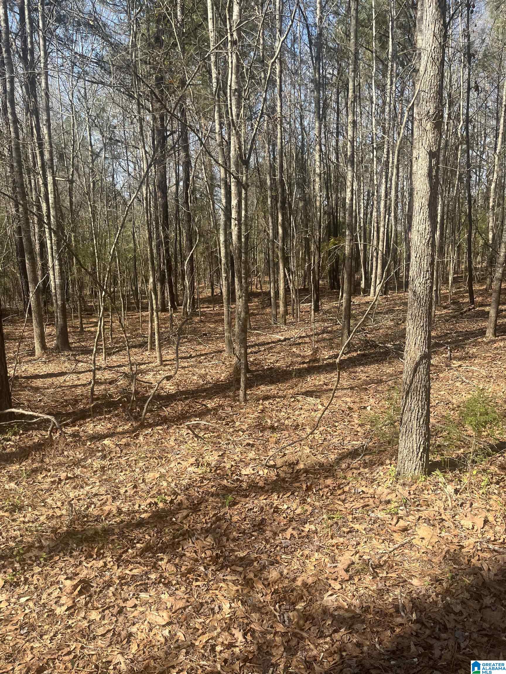 0 Crystal Lake Road West Blocton, AL 35184 - Photo 6 of 16
