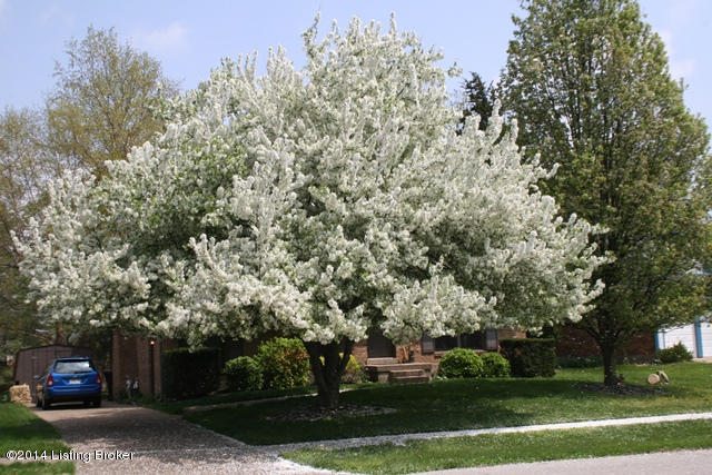 11825 Olde Spring Road Louisville, KY 40245 - Photo 8 of 12 Flowering Tree