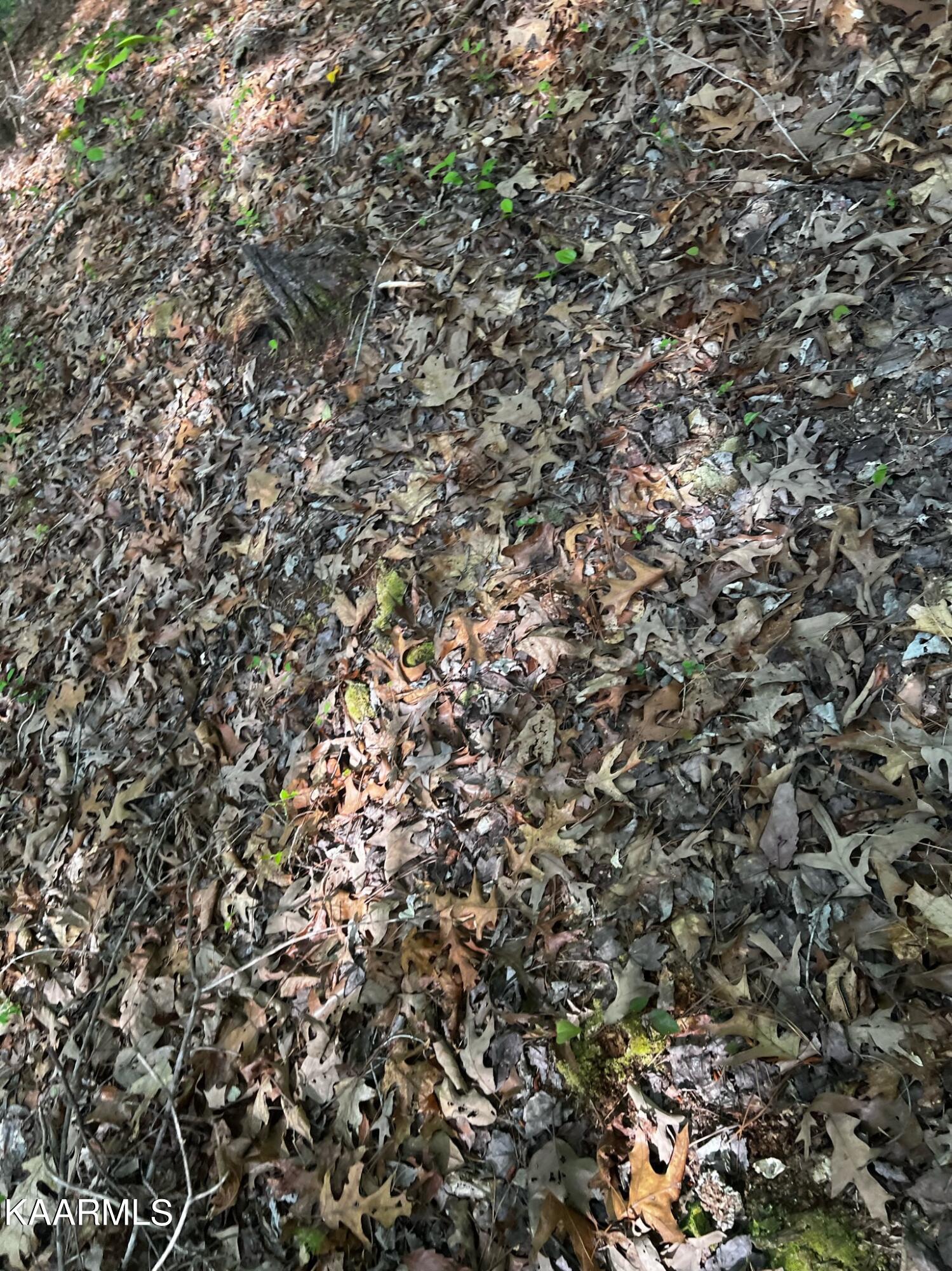 Bancroft Road McDonald, TN 37353 - Photo 5 of 15 E6A92753-2A48-4BAE-9A69-BCBCB9B447E5