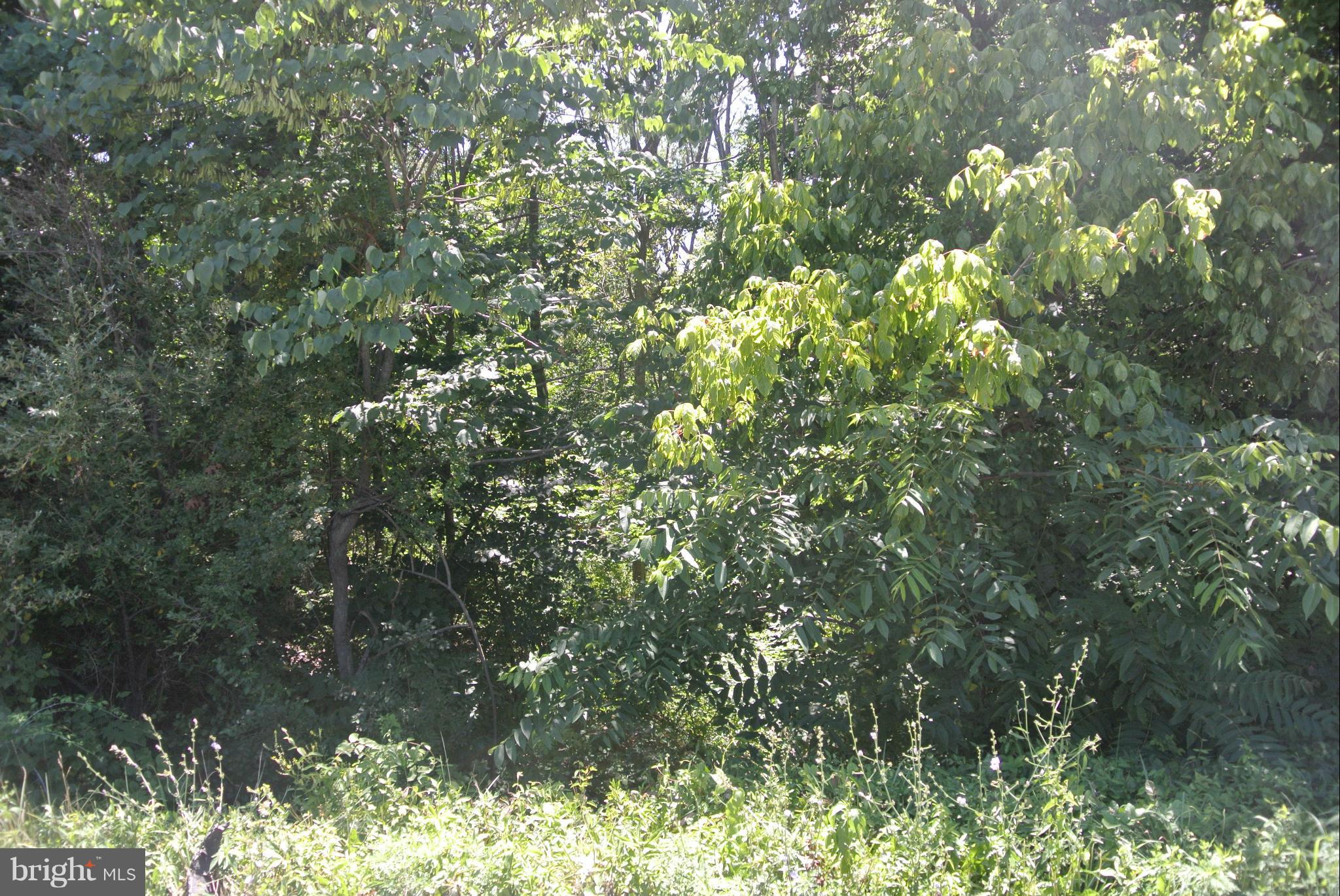 Tabor Road Berkeley Springs, WV 25411 - Photo 1 of 8 a view of a tree