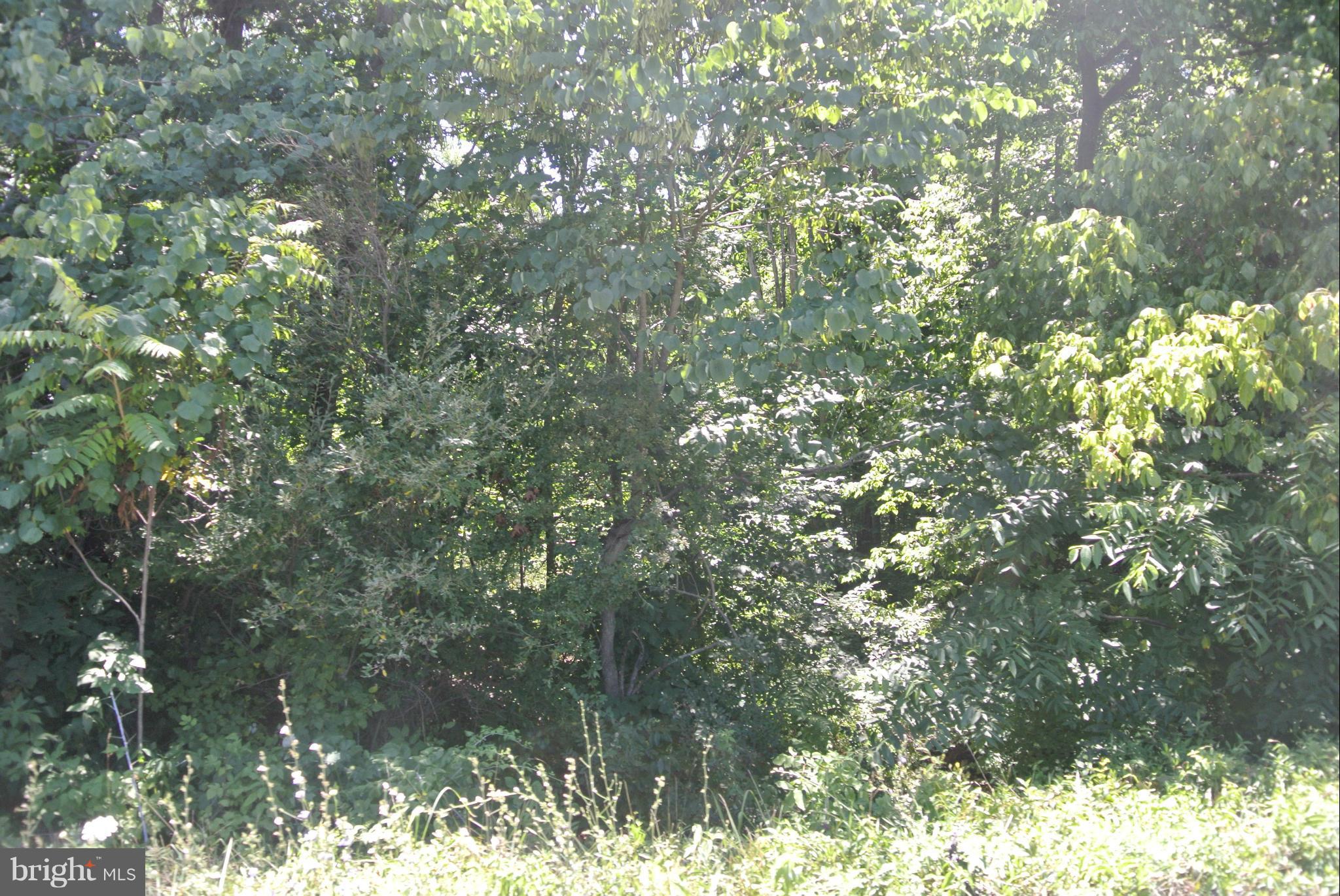 Tabor Road Berkeley Springs, WV 25411 - Photo 2 of 8 a view of a tree in a yard