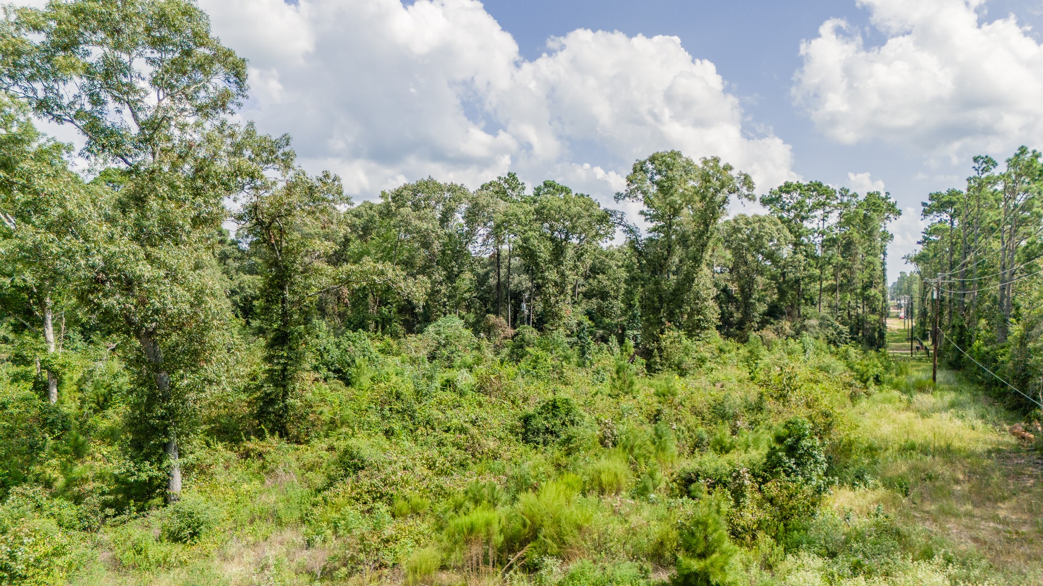 17171 Farm To Market 1097 Willis, TX 77378 - Photo 14 of 19 a close up of a plant in a garden