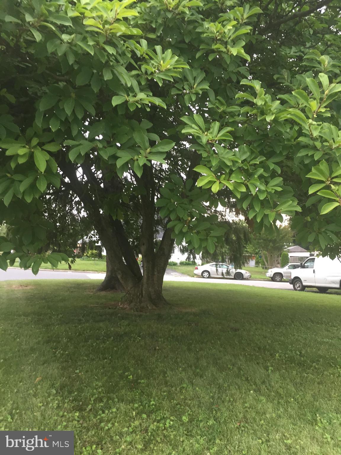 3510 Milford Mill Road Baltimore, MD 21244 - Photo 4 of 24 Front Oak tree full of shade