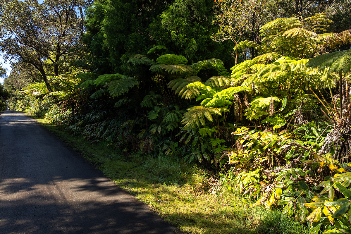 8 Haunani Road Volcano, HI 96785 - Photo 5 of 10 a view of a garden