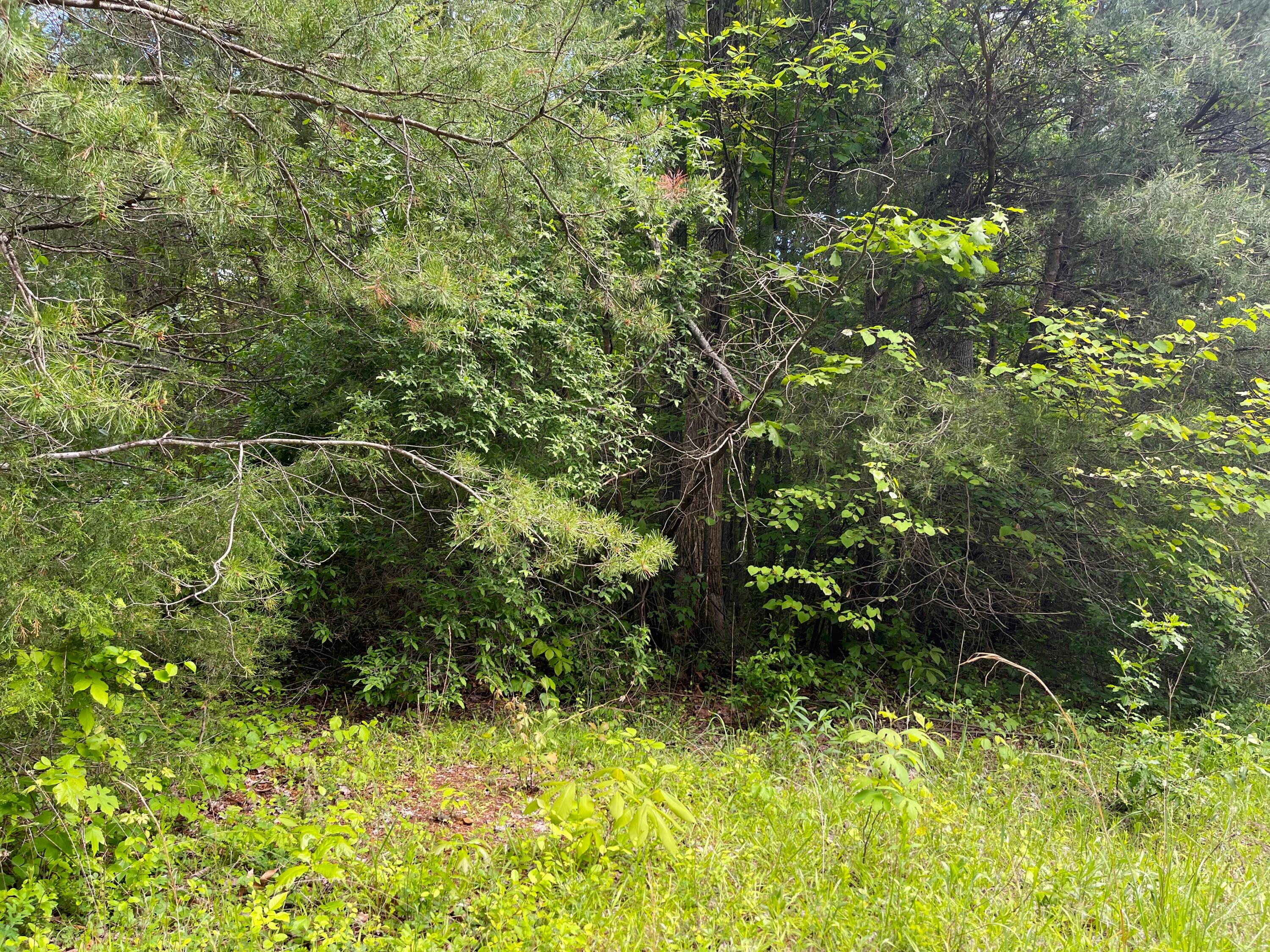 16 Wooldridge Road Jamestown, KY 42629 - Photo 11 of 29 IMG_2165