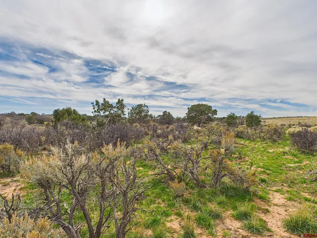 a view of a dry yard
