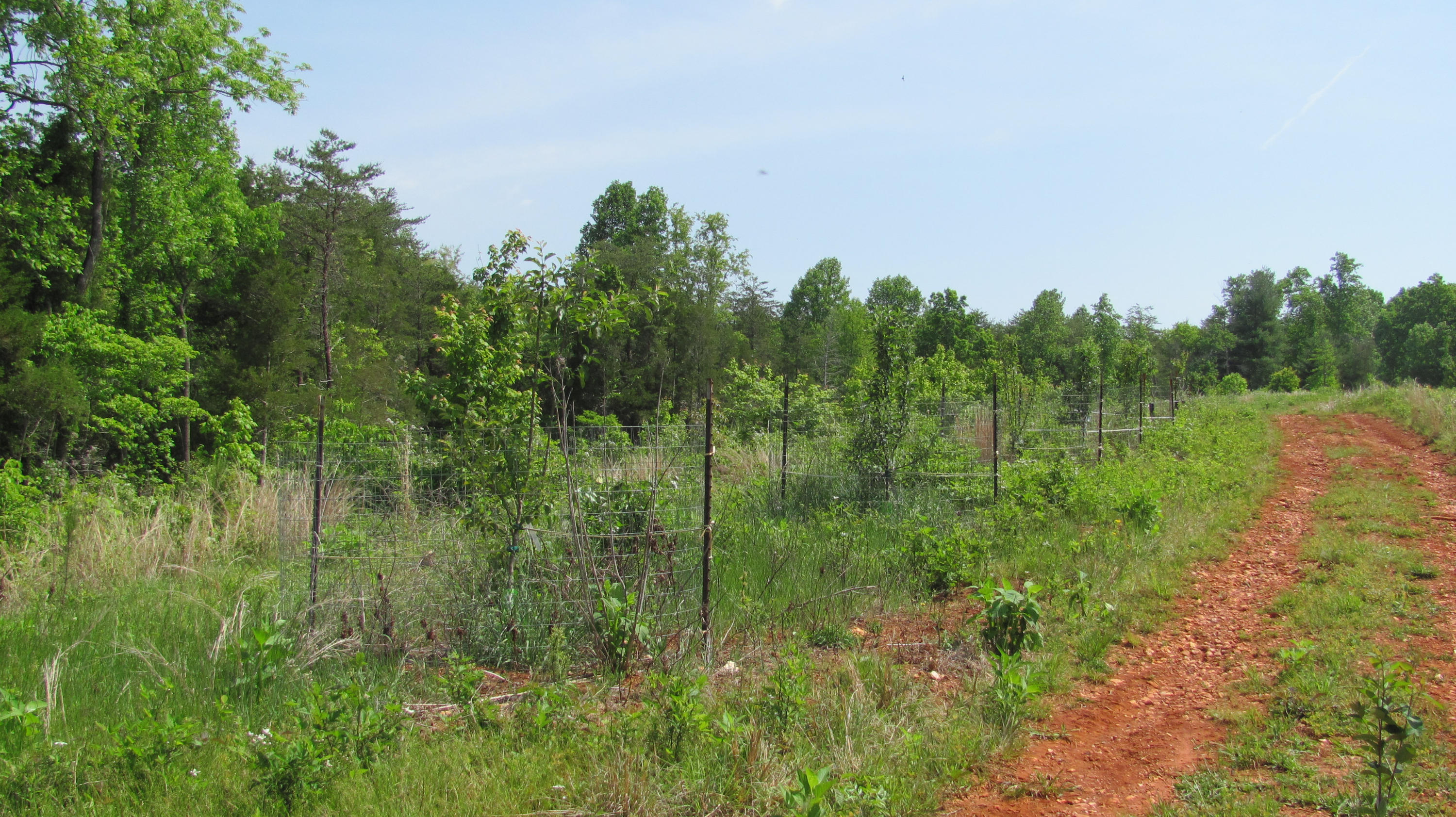 0 Chellis Ford Road Lynch Station, VA 24571 - Photo 6 of 8 Planted Fruit Trees