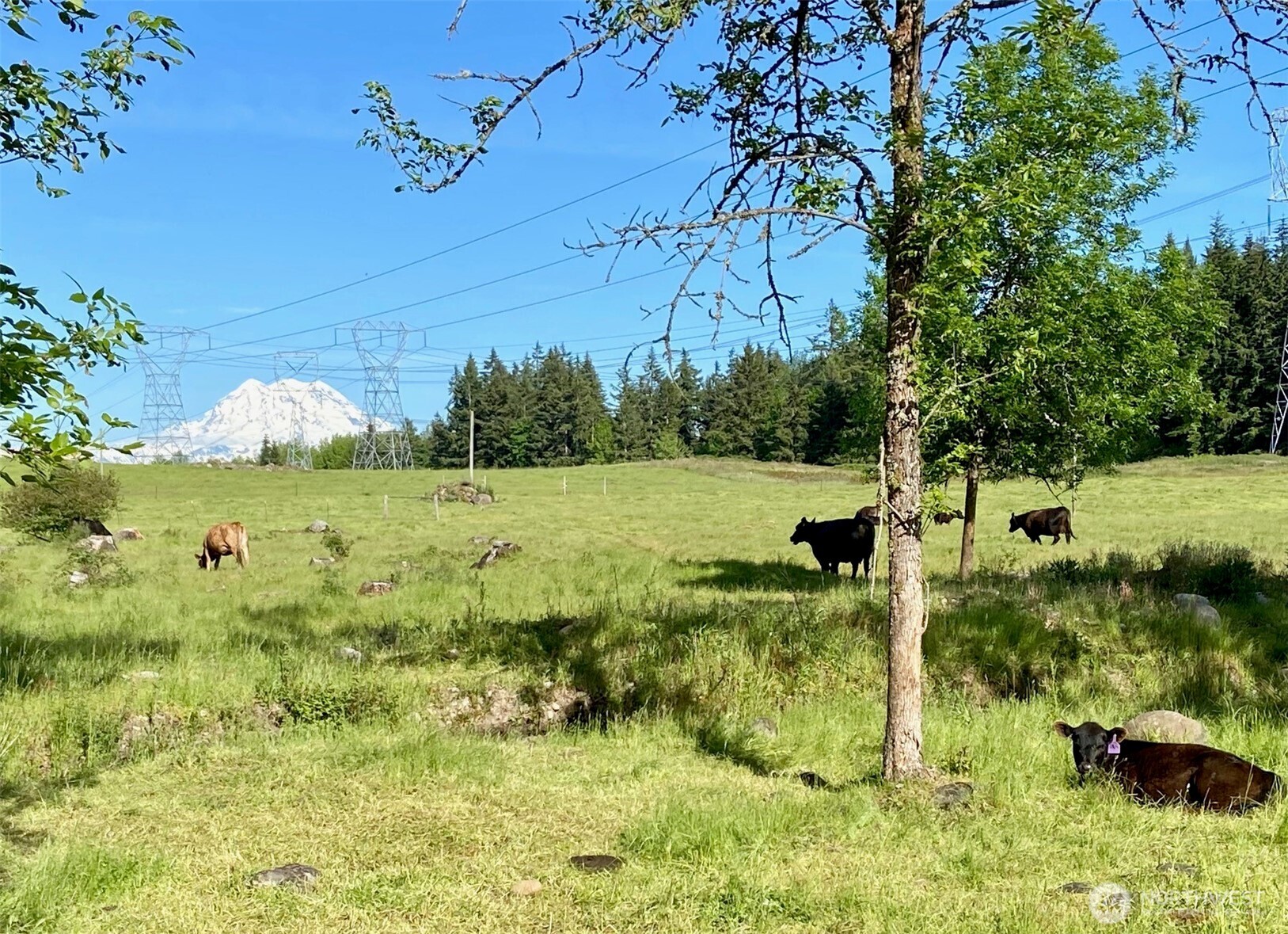 32002 48th Avenue South Roy, WA 98580 - Photo 31 of 40 a view of a green yard