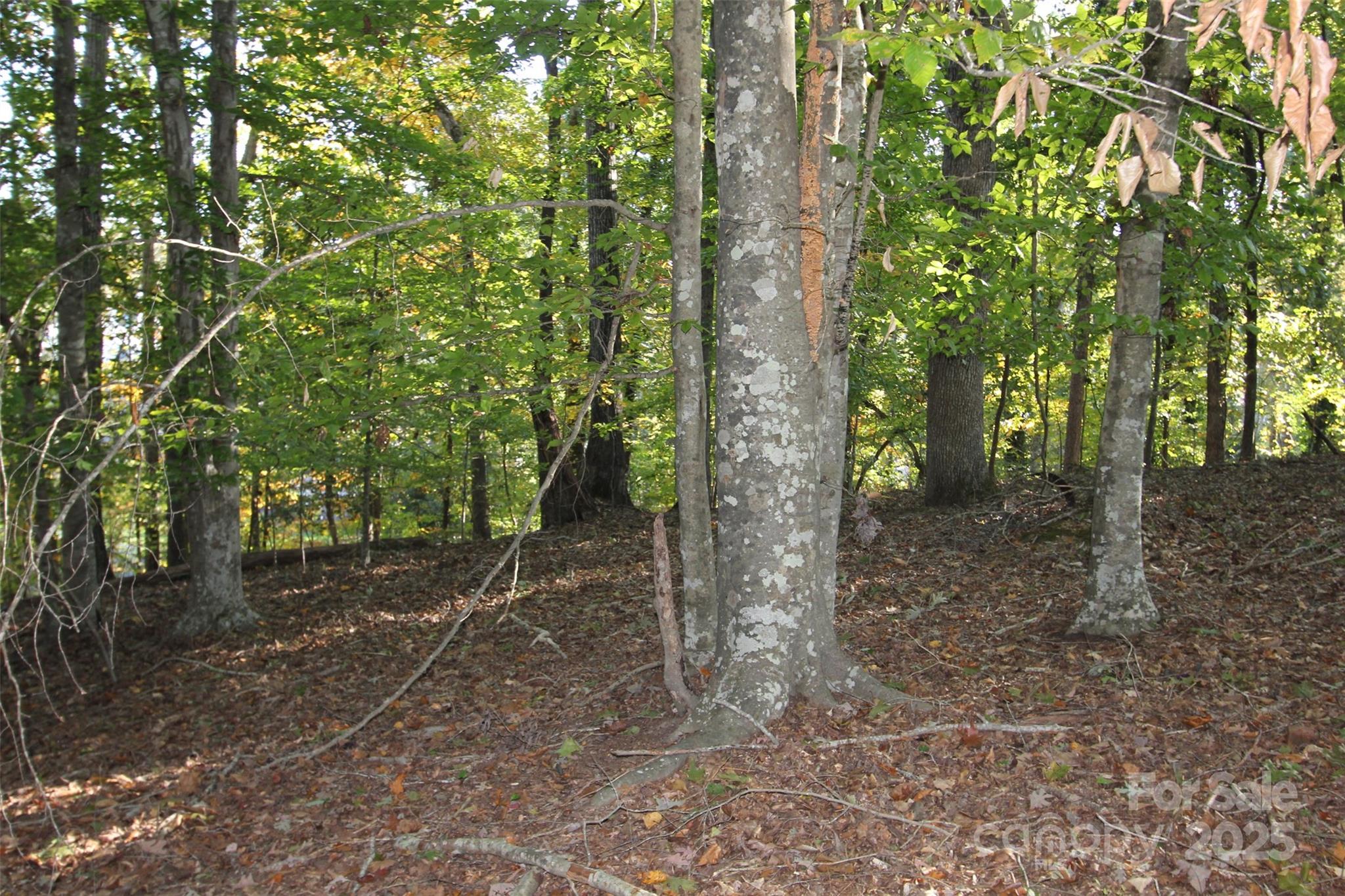Tbd Lake Head Road Norwood, NC 28128 - Photo 12 of 22 a backyard of a house with lots of green space