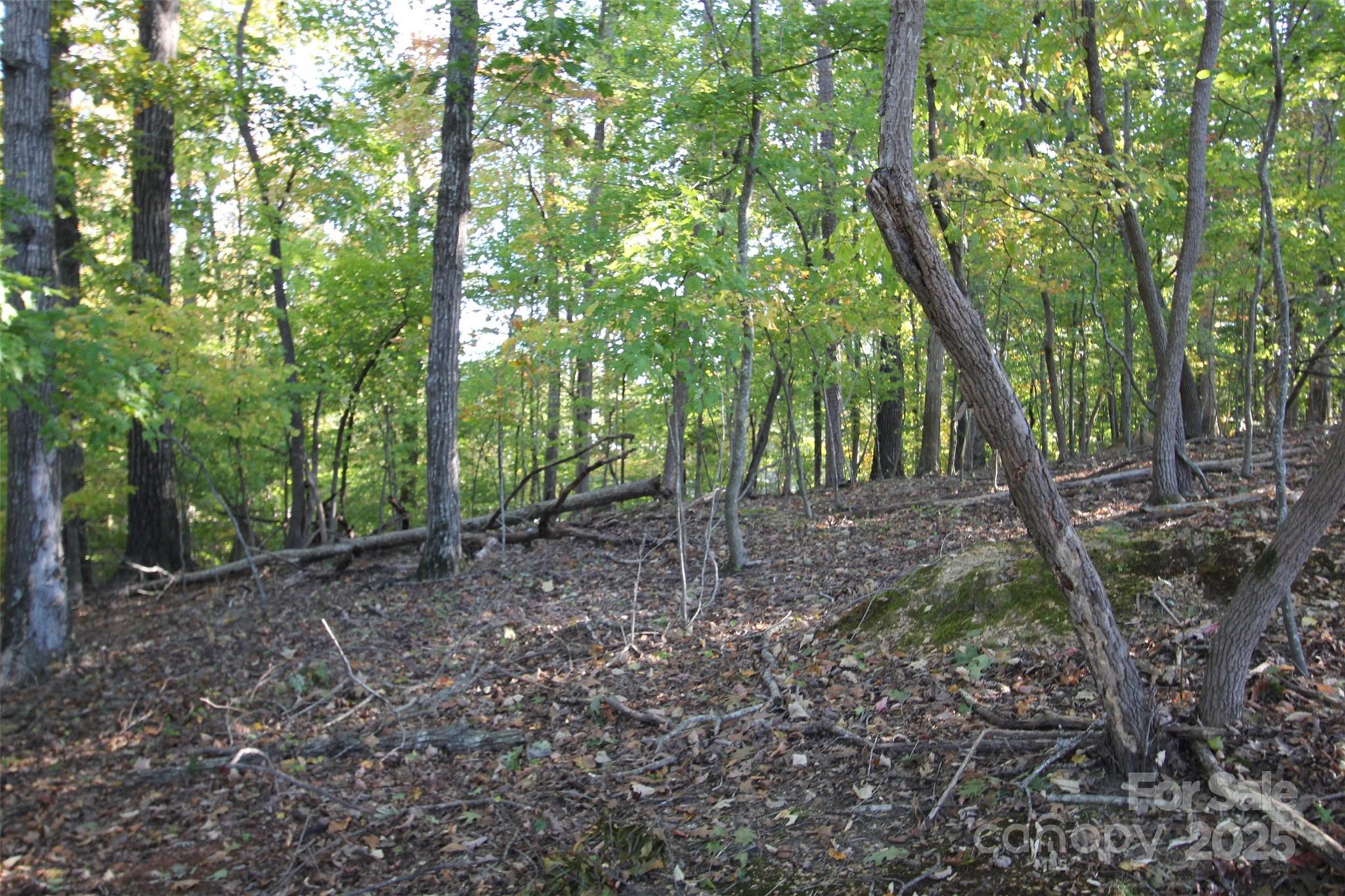 Tbd Lake Head Road Norwood, NC 28128 - Photo 13 of 22 a view of a forest that has large trees