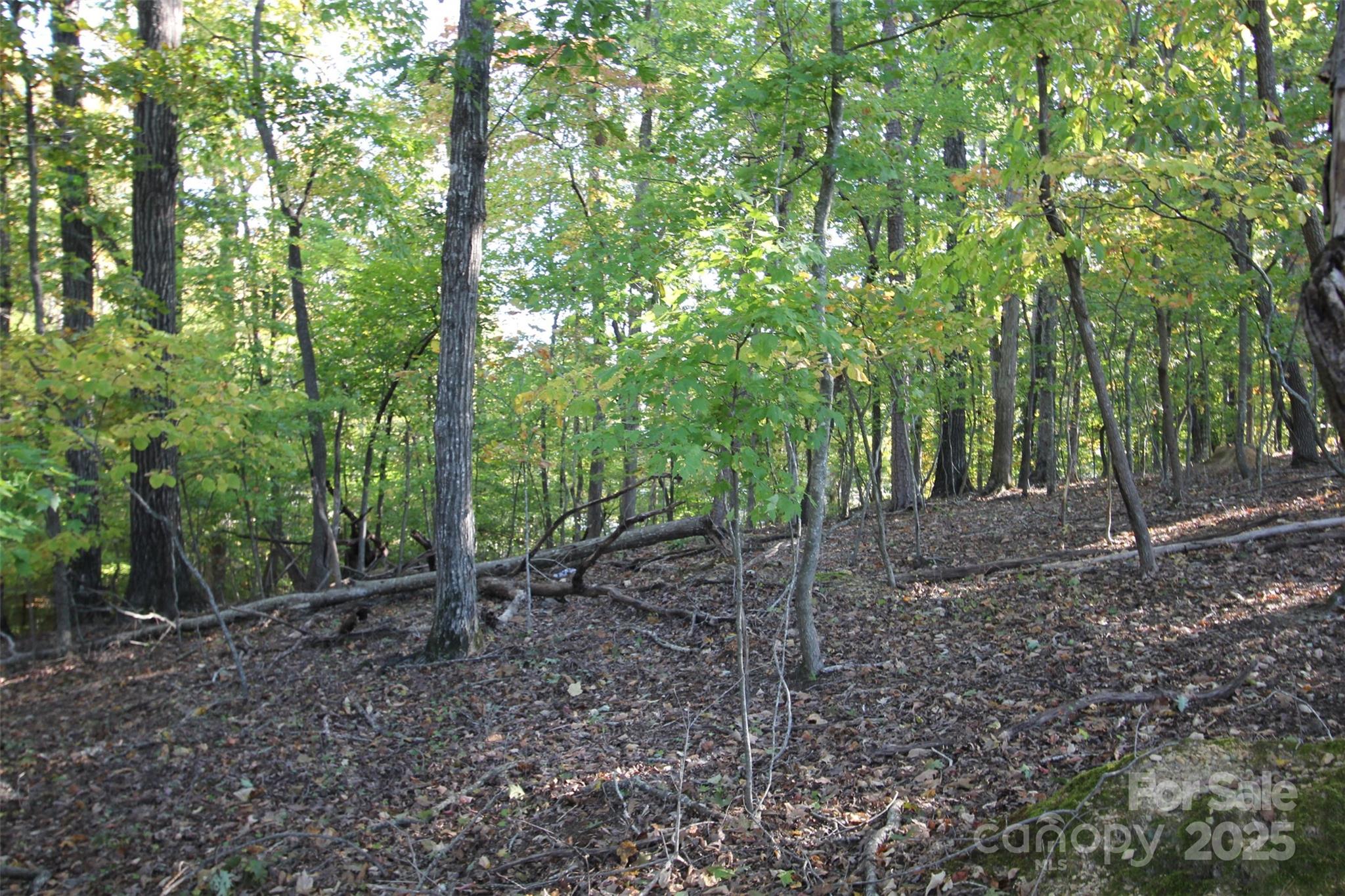 Tbd Lake Head Road Norwood, NC 28128 - Photo 14 of 22 a view of a forest that has large trees