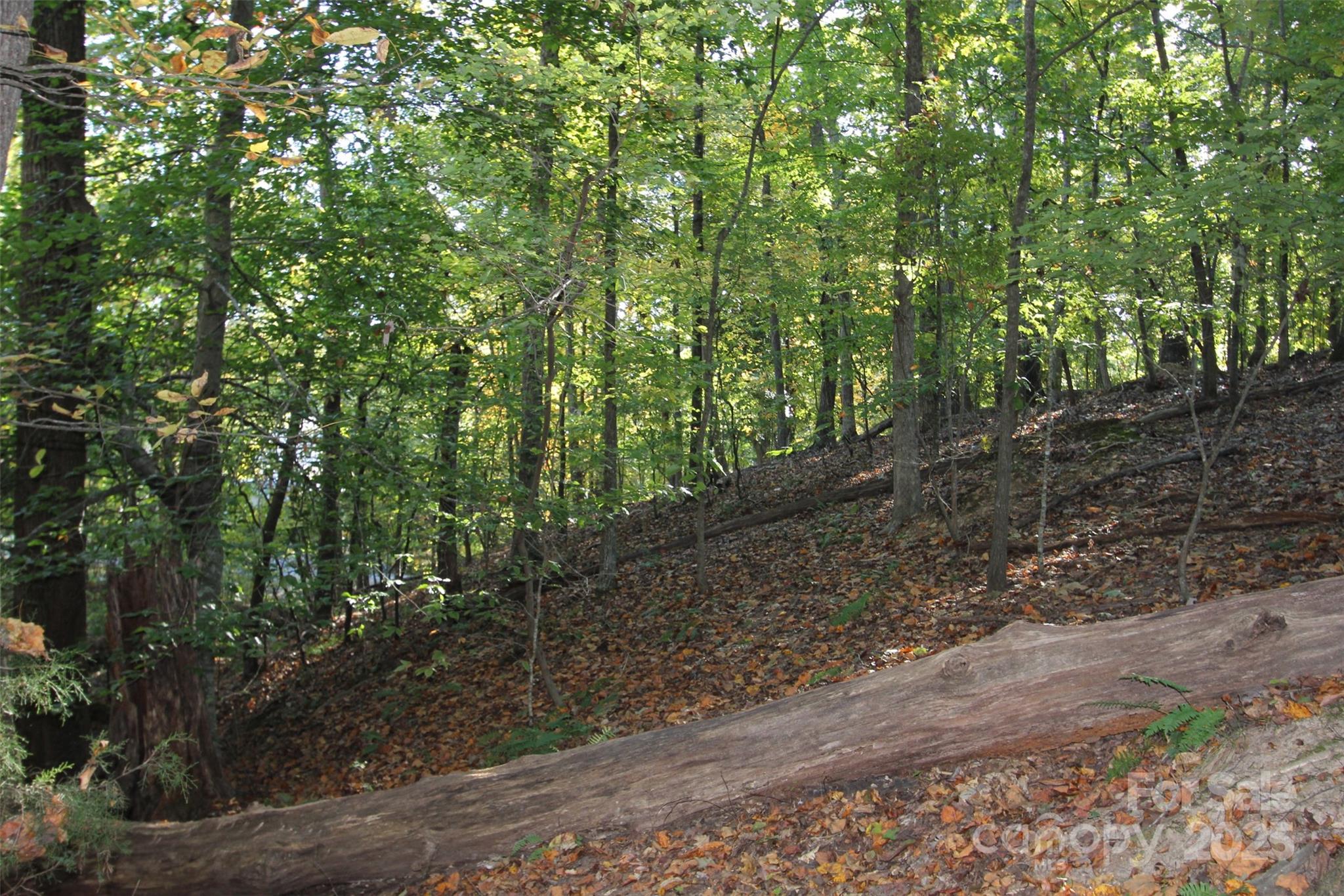 Tbd Lake Head Road Norwood, NC 28128 - Photo 16 of 22 a view of a yard with plants and trees