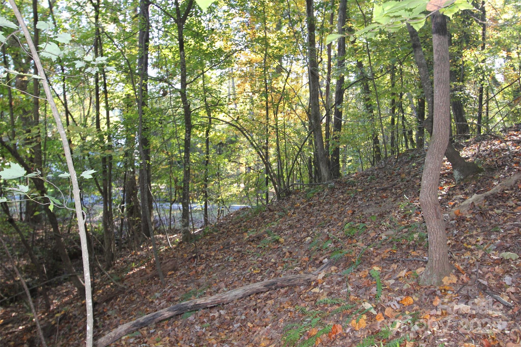 Tbd Lake Head Road Norwood, NC 28128 - Photo 17 of 22 a view of a forest with trees in the background