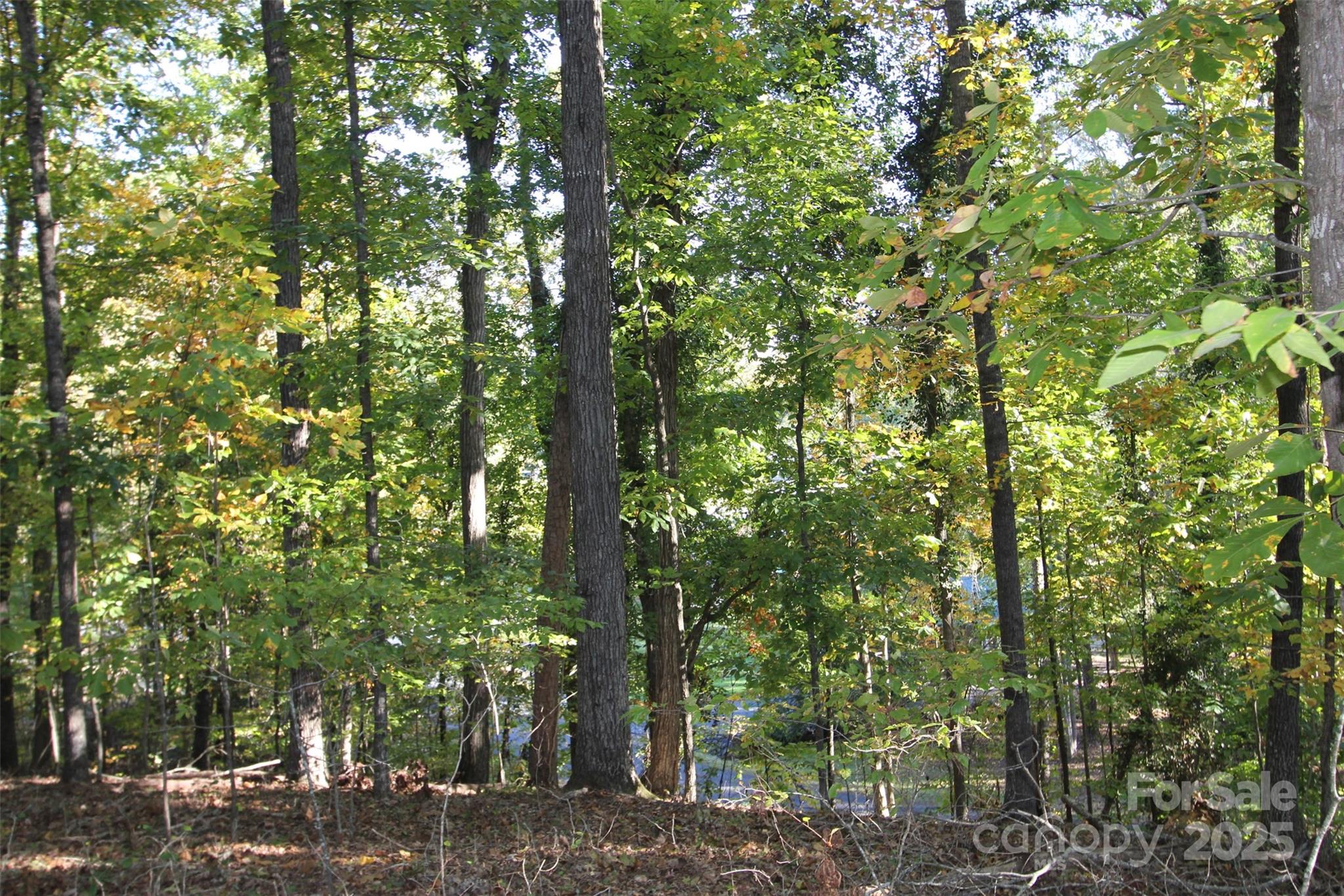 Tbd Lake Head Road Norwood, NC 28128 - Photo 10 of 22 a view of forest