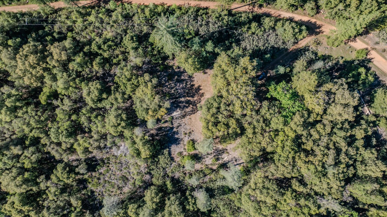 16490 Ponderosa Way Volcano, CA 95689 - Photo 11 of 21 a view of a tree