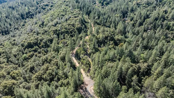 a view of a forest with a tree