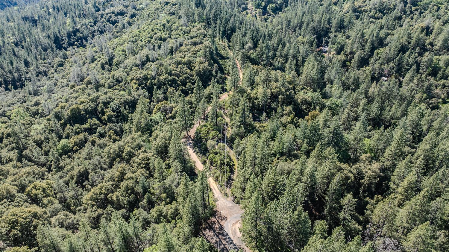 16490 Ponderosa Way Volcano, CA 95689 - Photo 12 of 21 a view of a forest with a tree