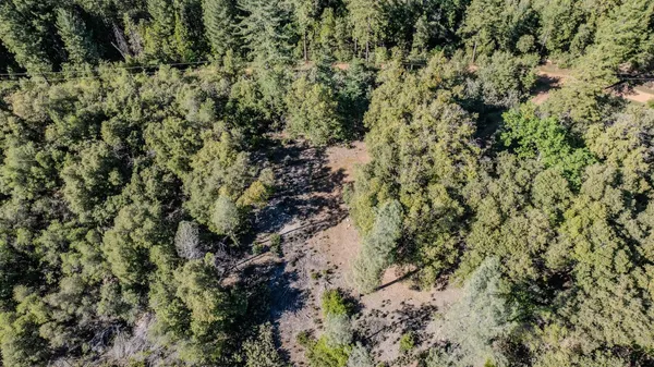 a view of a forest with a tree
