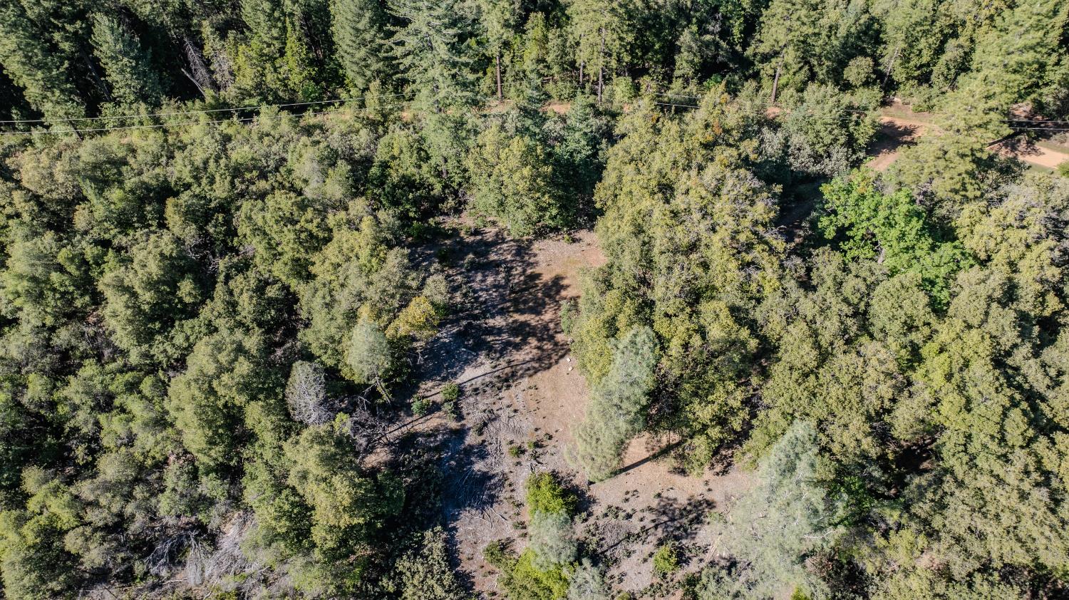 16490 Ponderosa Way Volcano, CA 95689 - Photo 13 of 21 a view of a forest with a tree