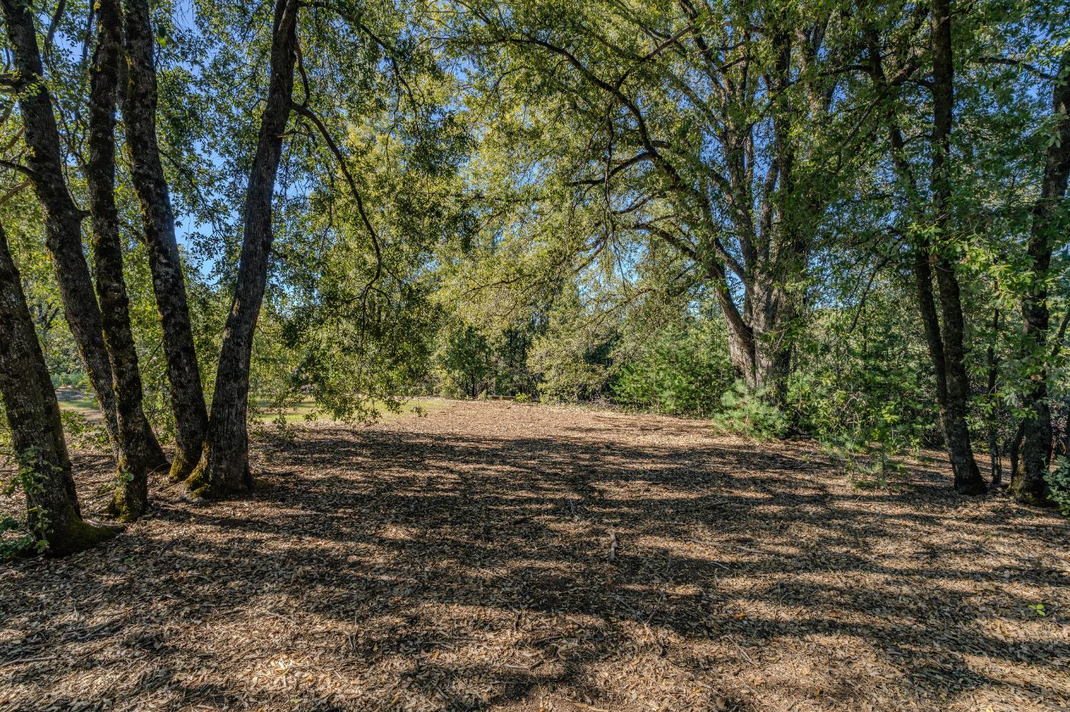 16490 Ponderosa Way Volcano, CA 95689 - Photo 5 of 21 a view of outdoor space with trees
