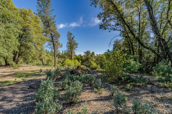 a view of a yard with a tree