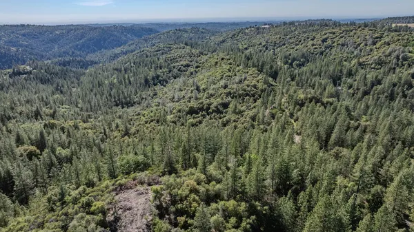 a view of a forest with a street
