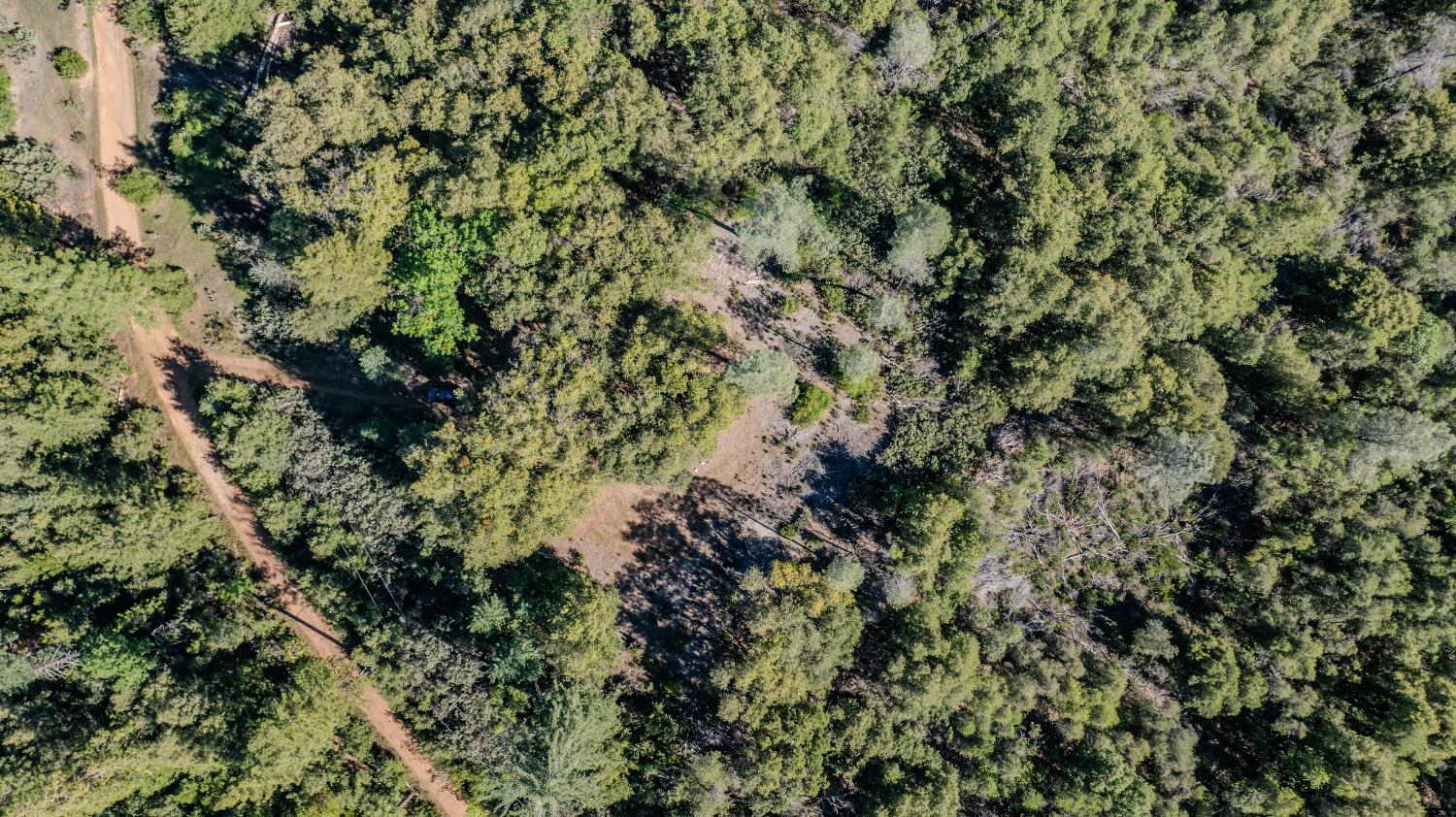 16490 Ponderosa Way Volcano, CA 95689 - Photo 10 of 21 a view of a tree
