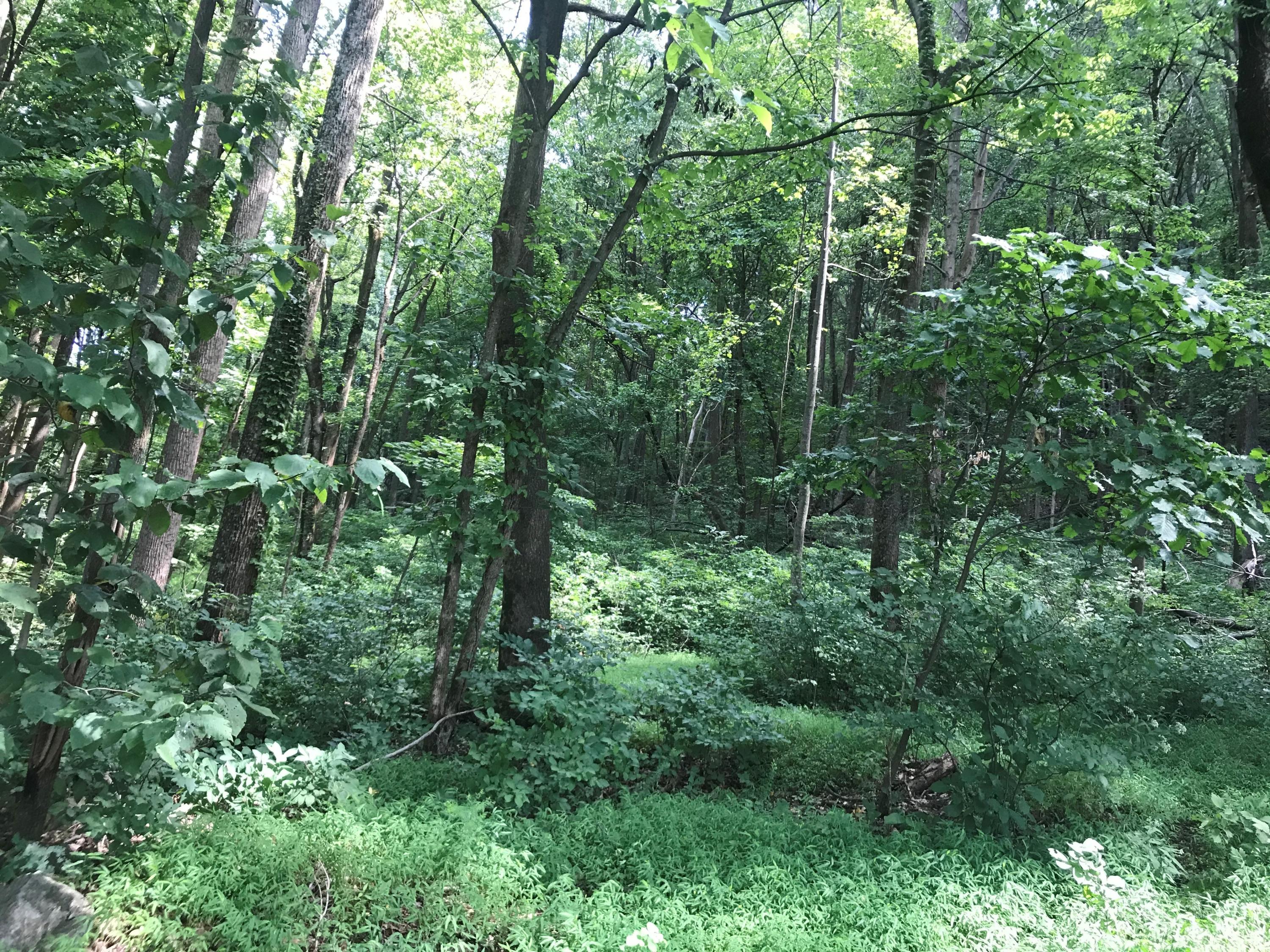 8 Clearview Lane Blue Ridge, VA 24064 - Photo 5 of 7 a view of a lush green forest with lots of trees