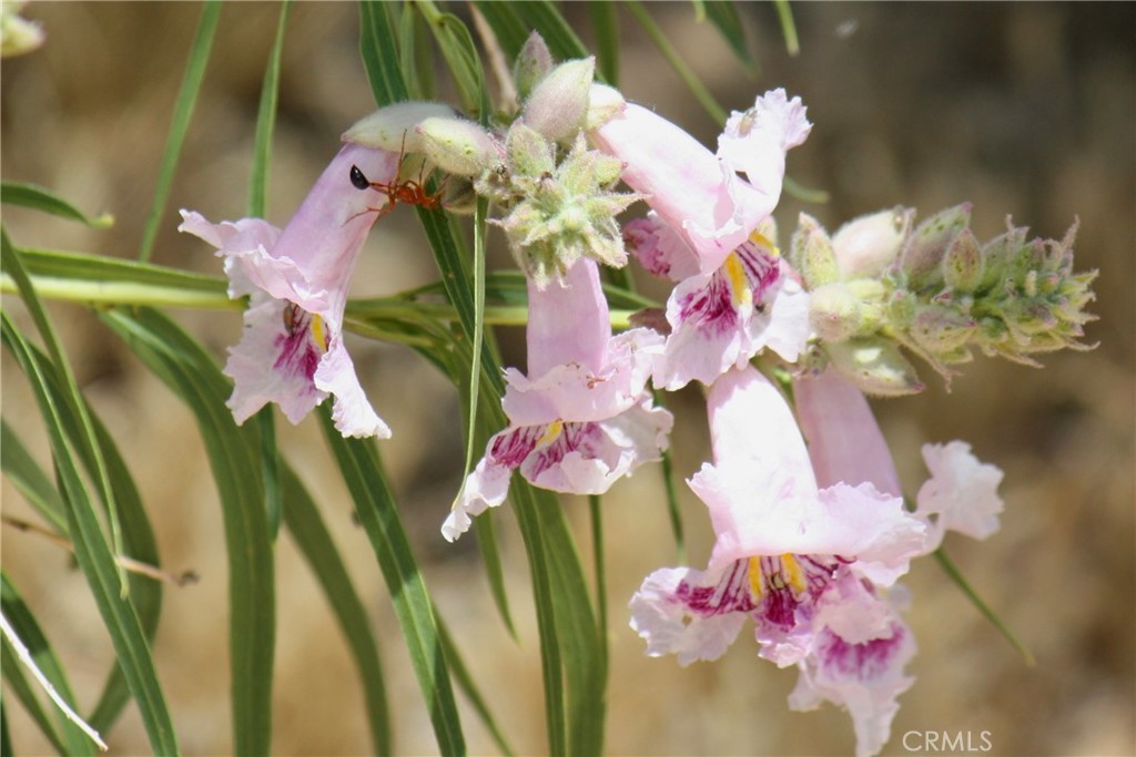 2029 Wamego Road Landers, CA 92285 - Photo 32 of 48