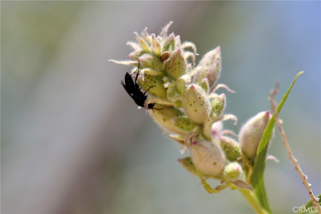 2029 Wamego Road Landers, CA 92285 - Photo 33 of 48