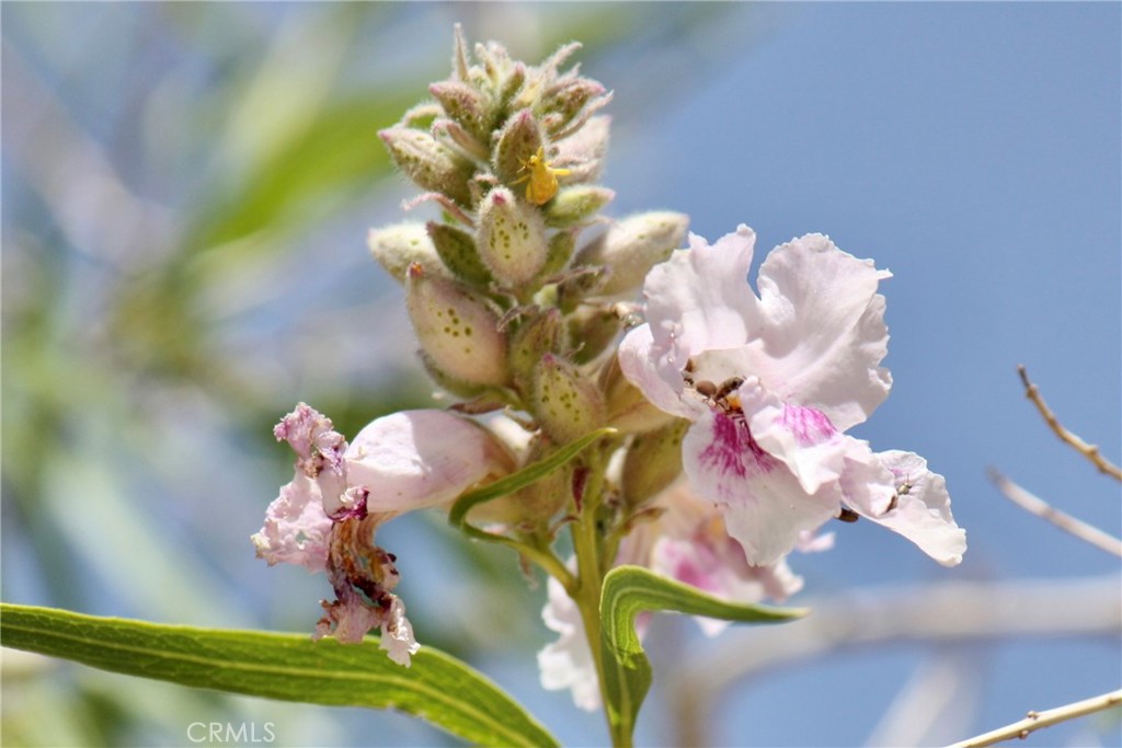 2029 Wamego Road Landers, CA 92285 - Photo 34 of 48