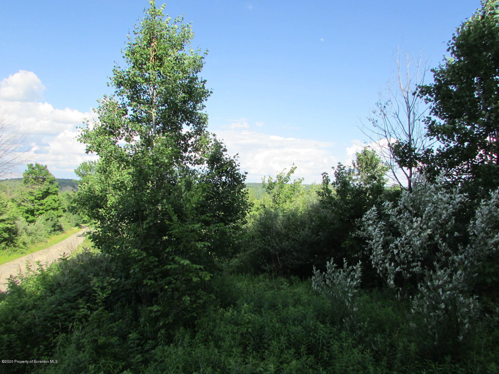 Stephen Jones Road Friendsville, PA 18818 - Photo 10 of 15 Woods