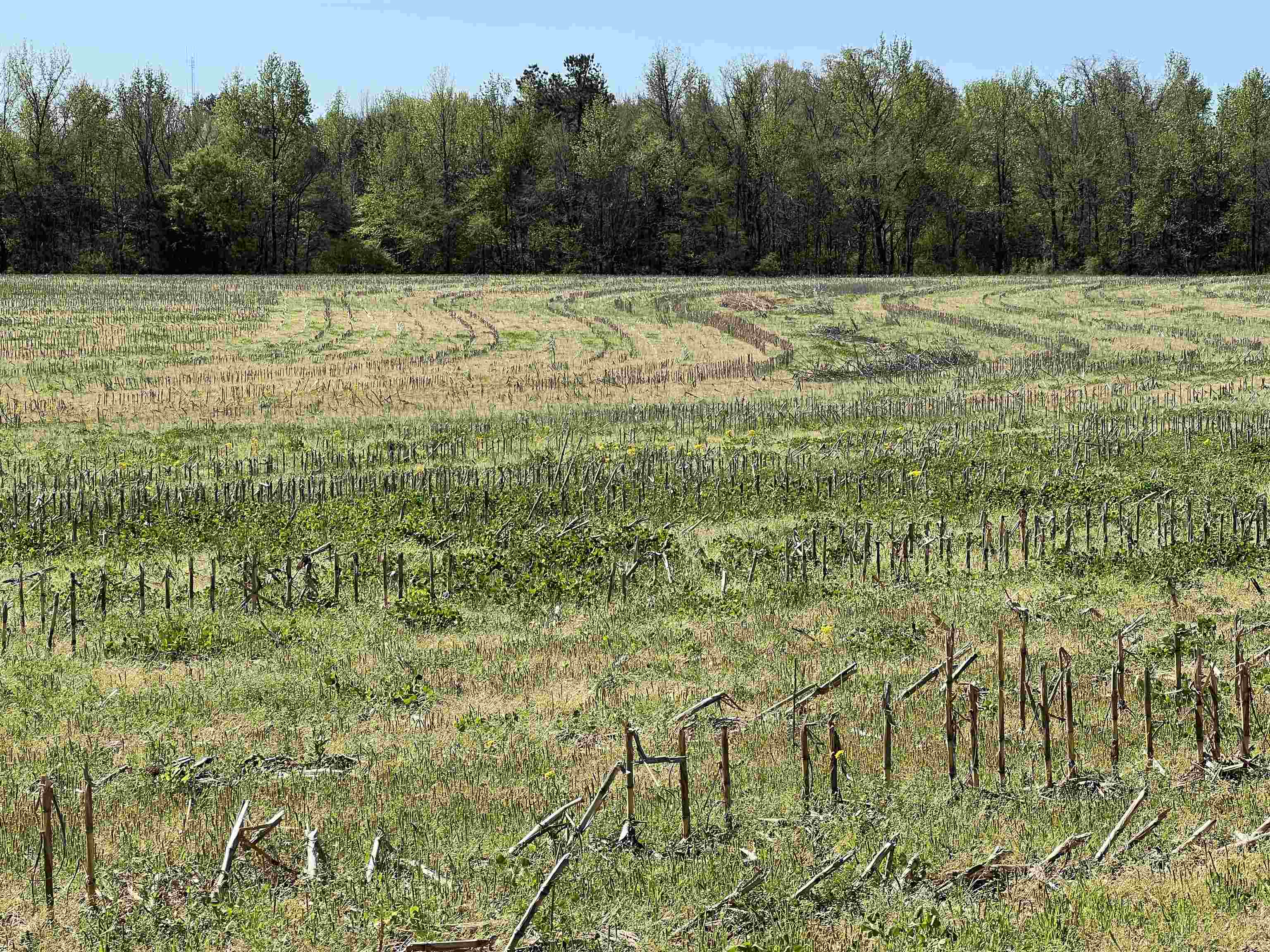 0 Burnett Road Williston, TN 38076 - Photo 29 of 40 View of landscape featuring a forest view and a rural view