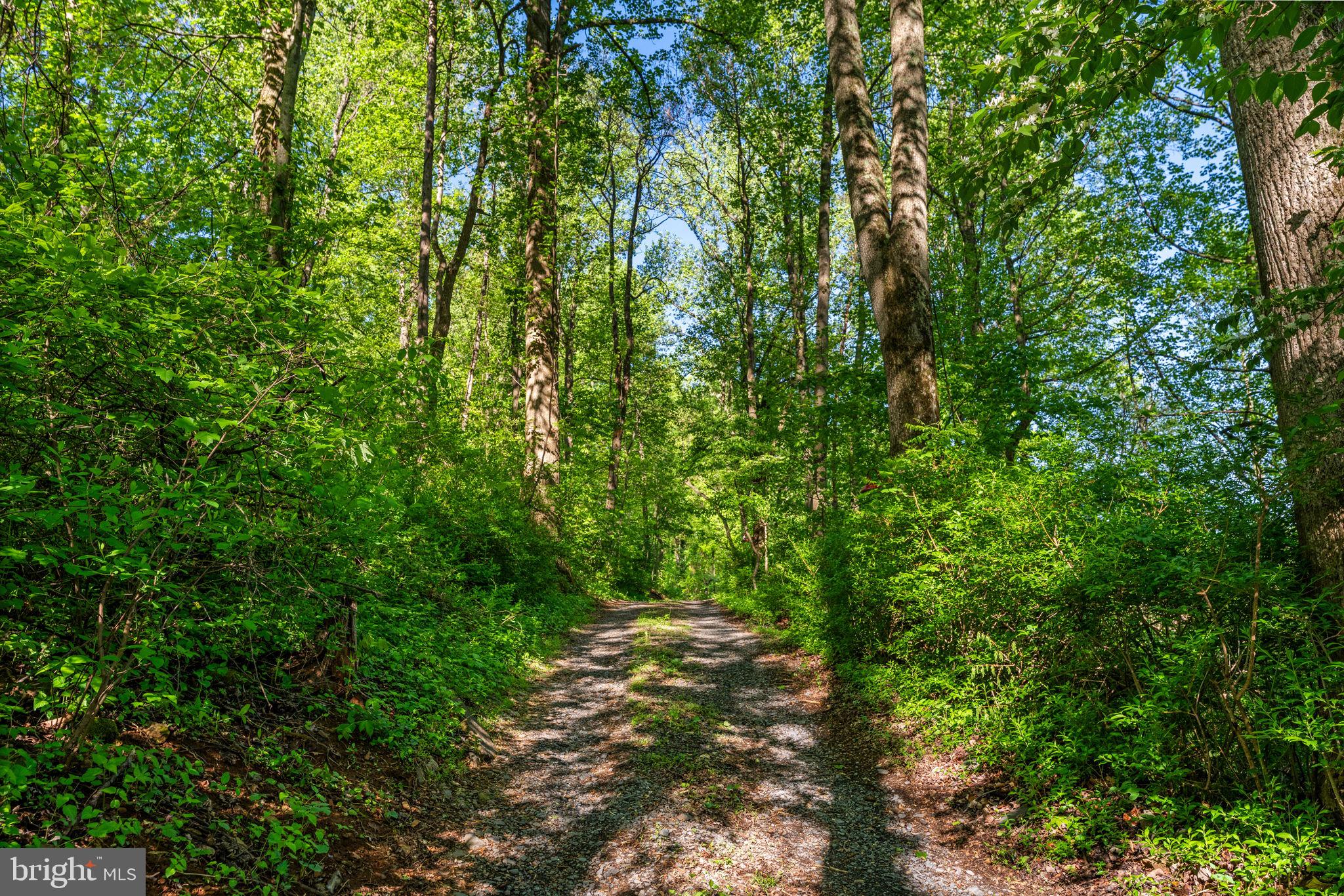 673 Creek Road Front Royal, VA 22630 - Photo 8 of 64 Serene path through lush greenery.