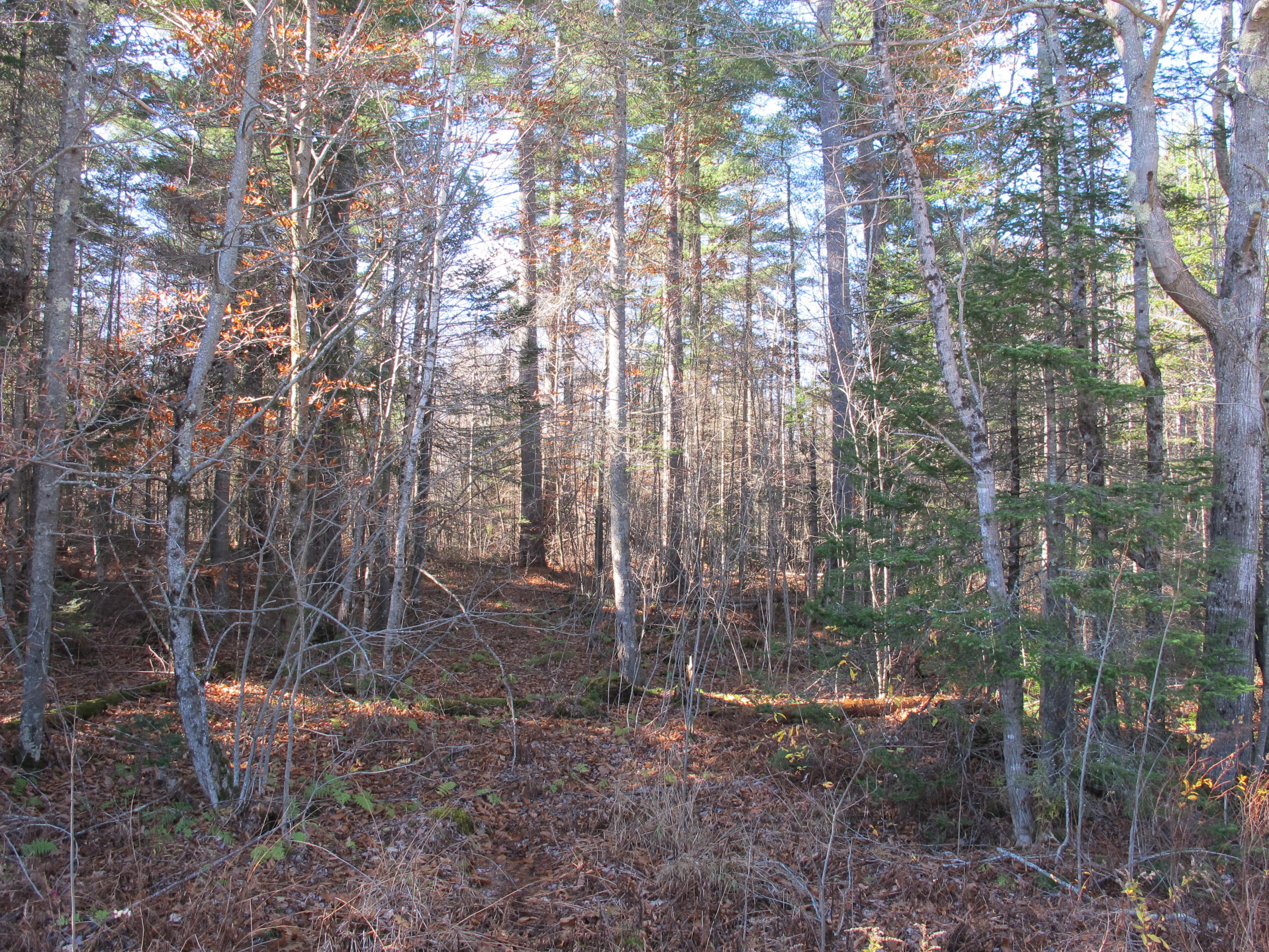 0 Curtis Road Swanville, ME 04915 - Photo 4 of 10 IMG_8678
