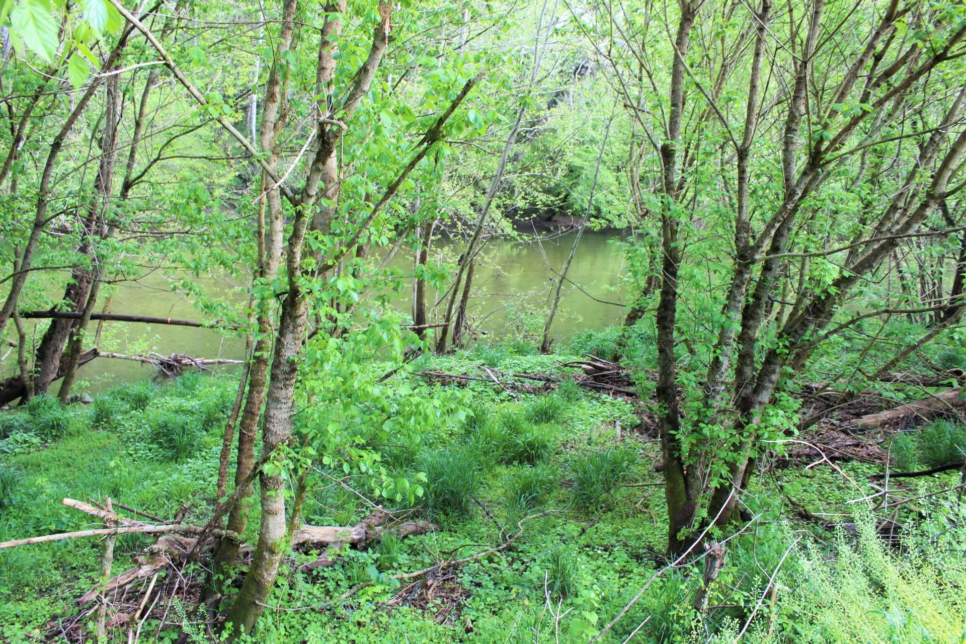 268 Gulley River Road Harrogate, TN 37752 - Photo 16 of 21 Powell River