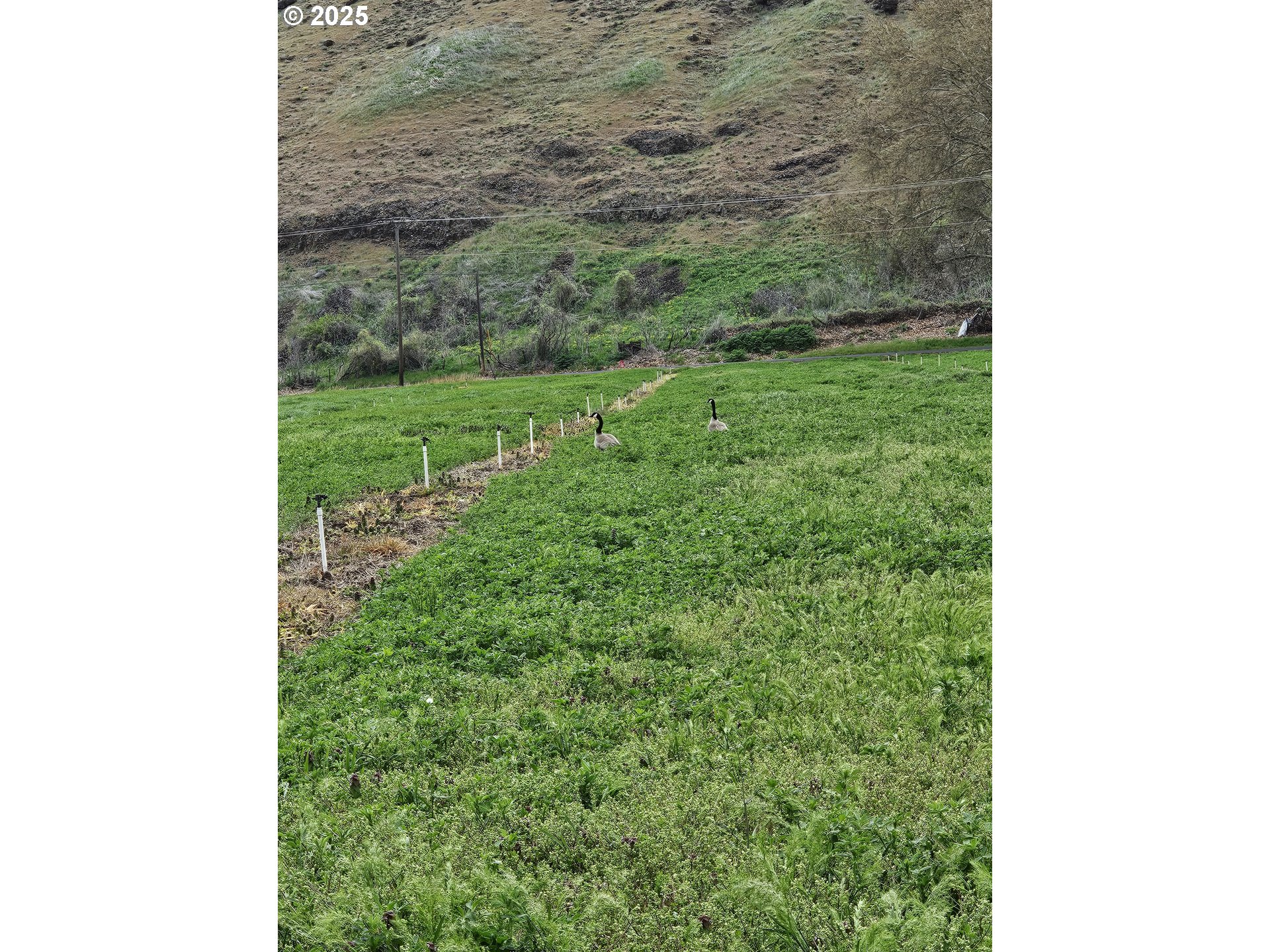 54884 Day Road Milton Freewater, OR 97862 - Photo 8 of 11